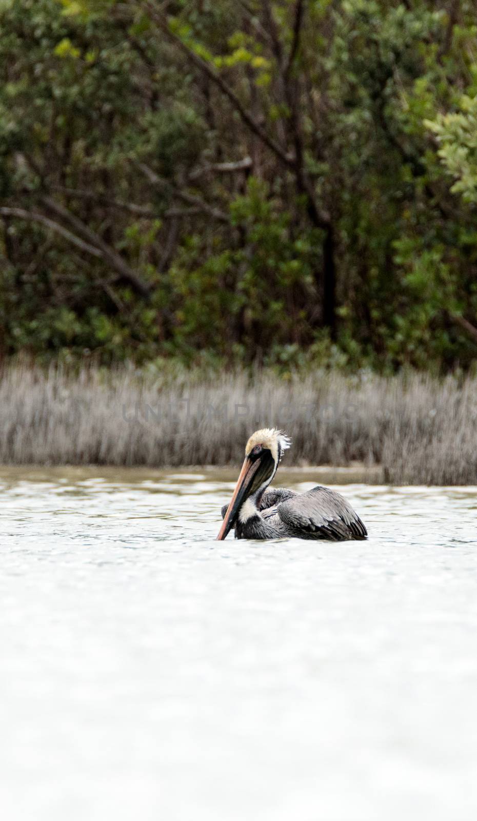 Brown pelican Pelecanus occidentalis in a marsh on Marco Island, Florida in winter