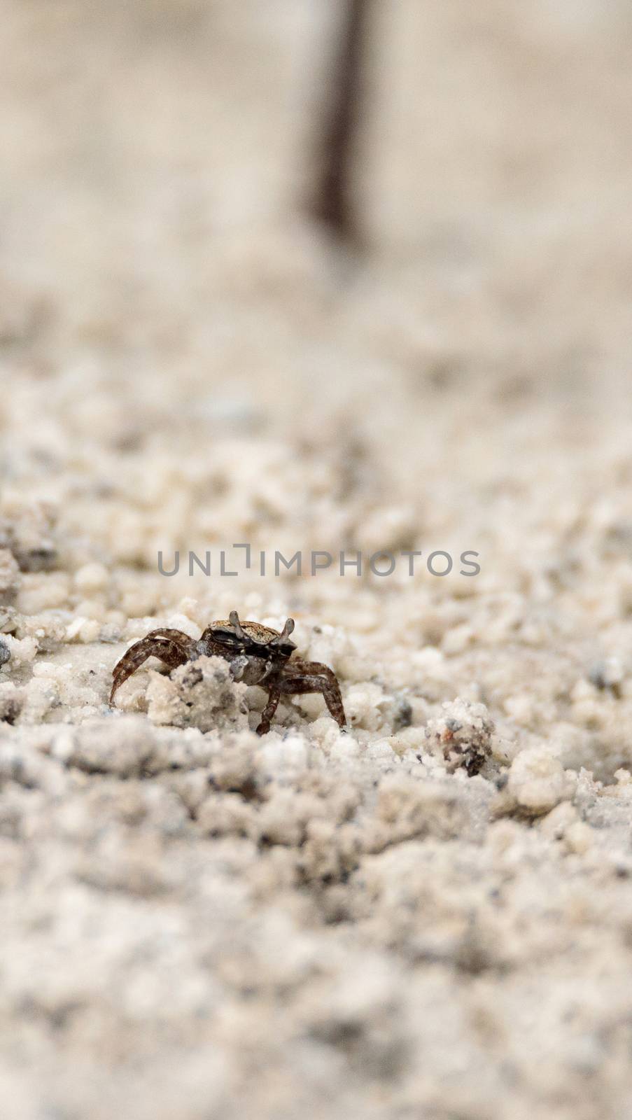 Fiddler crab Uca panacea comes out of its burrow in the marsh by steffstarr