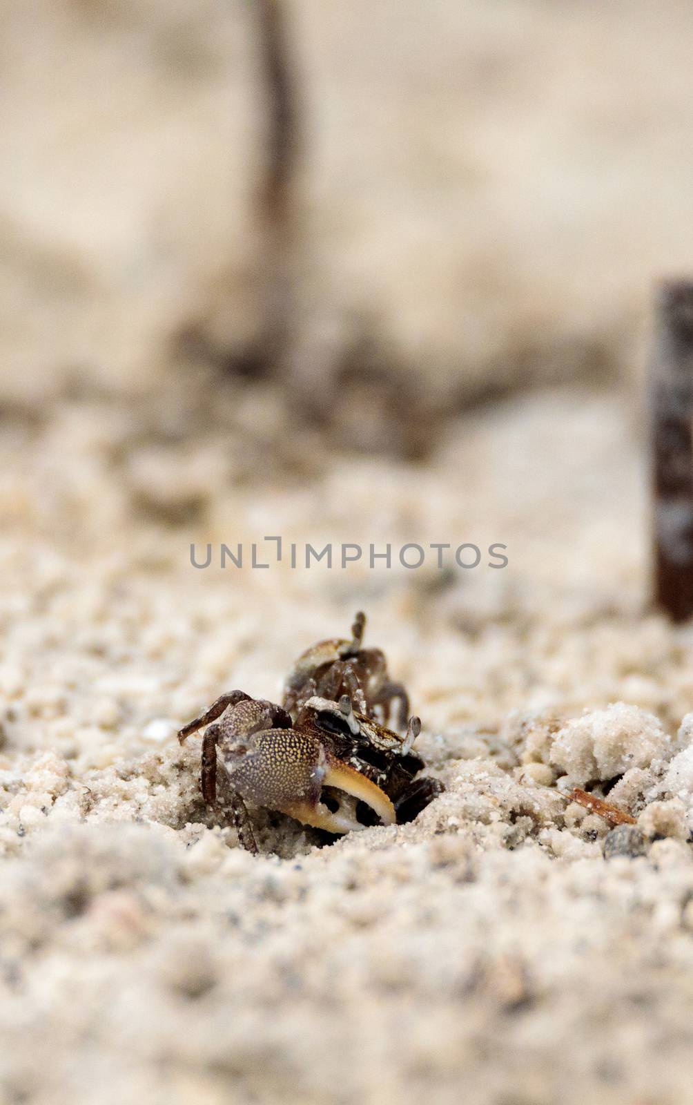 Fiddler crab Uca panacea comes out of its burrow in the marsh by steffstarr