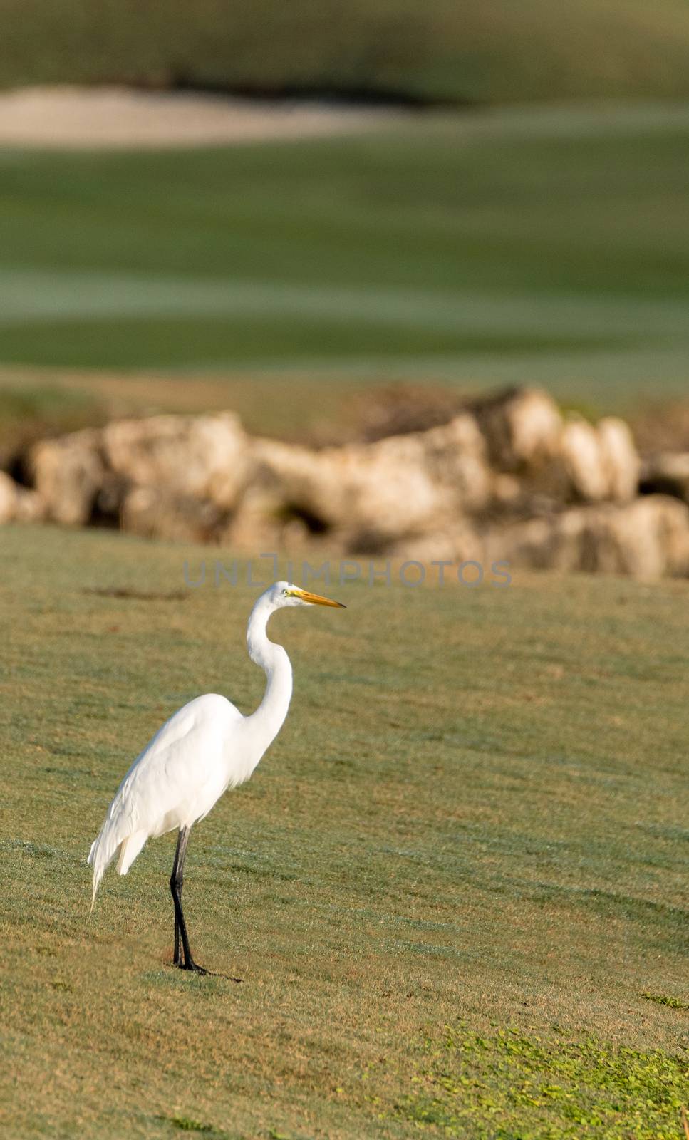 White great egret Ardea alba by steffstarr