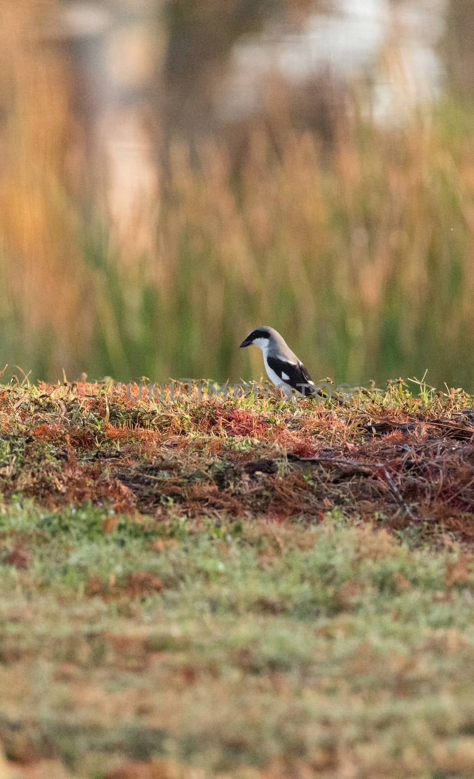 Loggerhead shrike bird Lanius ludovicianus perches on the ground by steffstarr