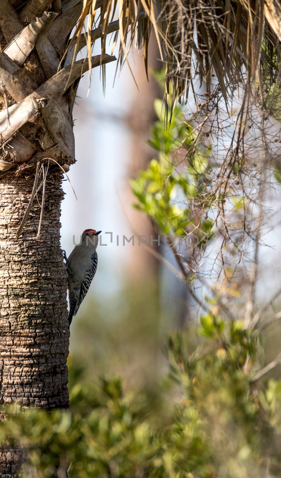 Red-bellied woodpecker Melanerpes carolinus pecks at a palm tree in Naples, Florida