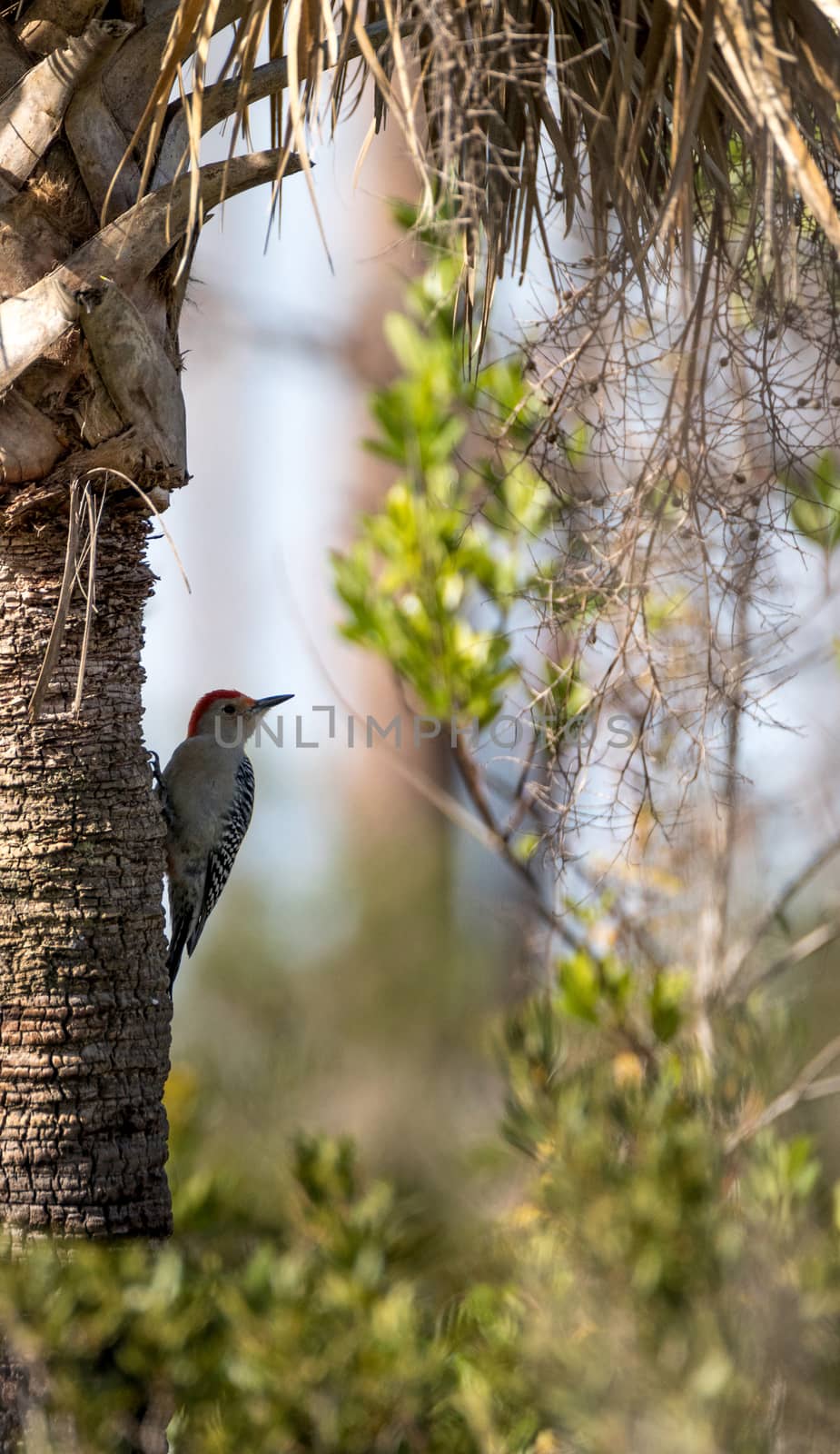 Red-bellied woodpecker Melanerpes carolinus pecks at a palm tree in Naples, Florida