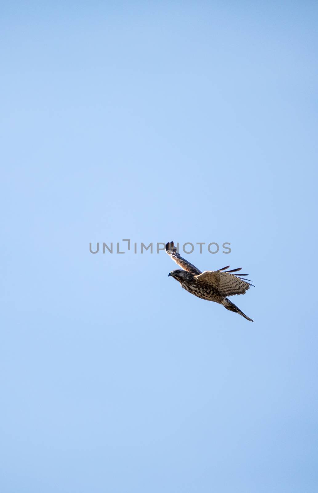 Red shouldered Hawk Buteo lineatus hunts for prey in the Corkscrew Swamp Sanctuary of Naples, Florida