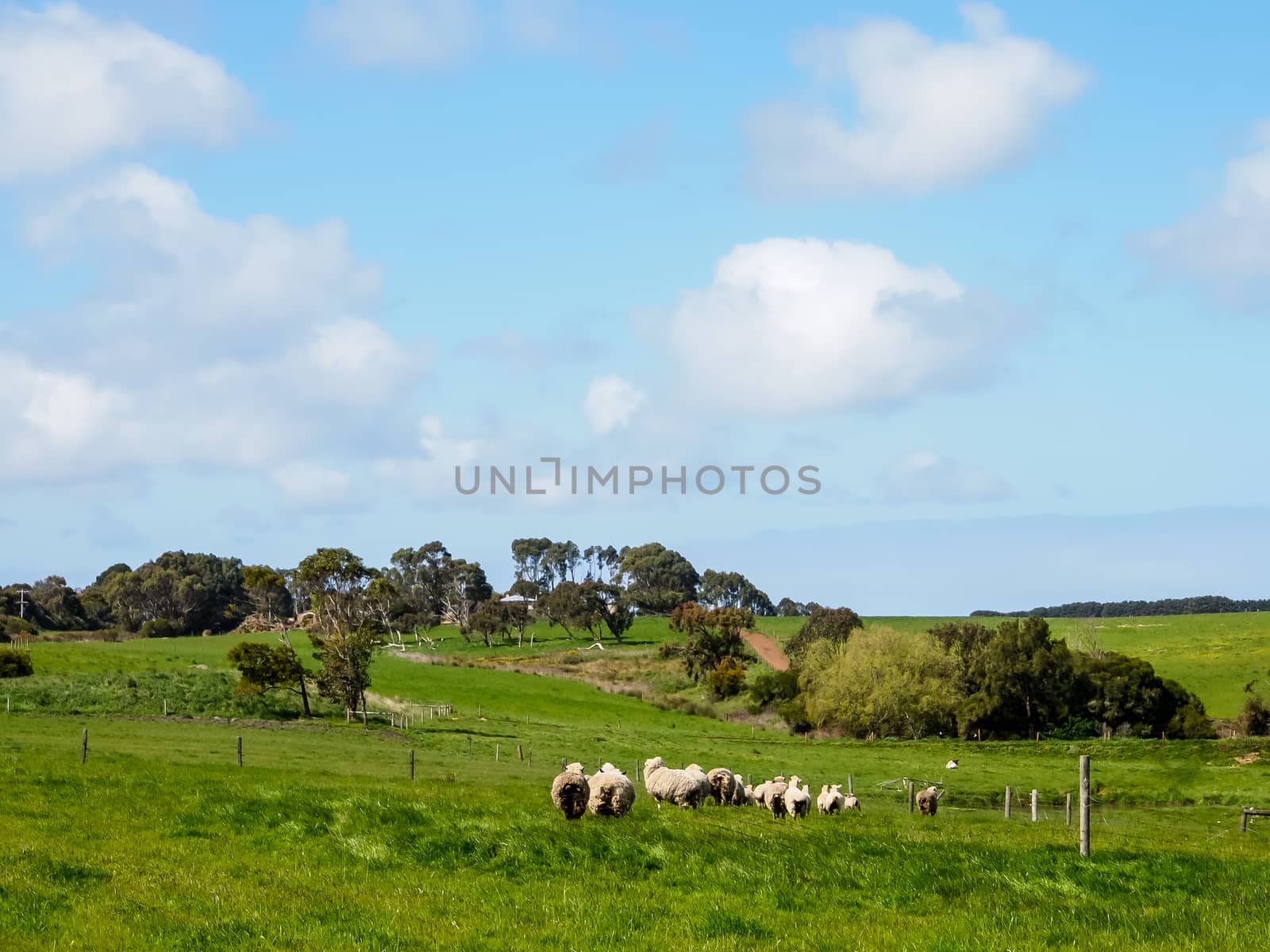 green grass with herds of sheep by simpleBE