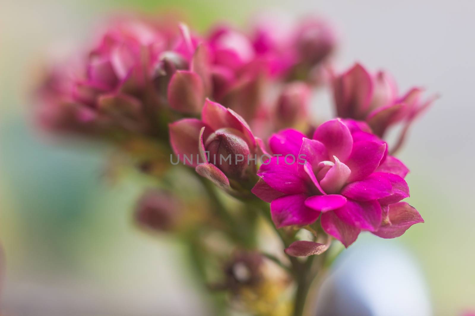 Colorful small flowers of Kalanchoe blossfeldiana close up. Beautiful bright kalanchoe succulent pink flower. Soft focus.