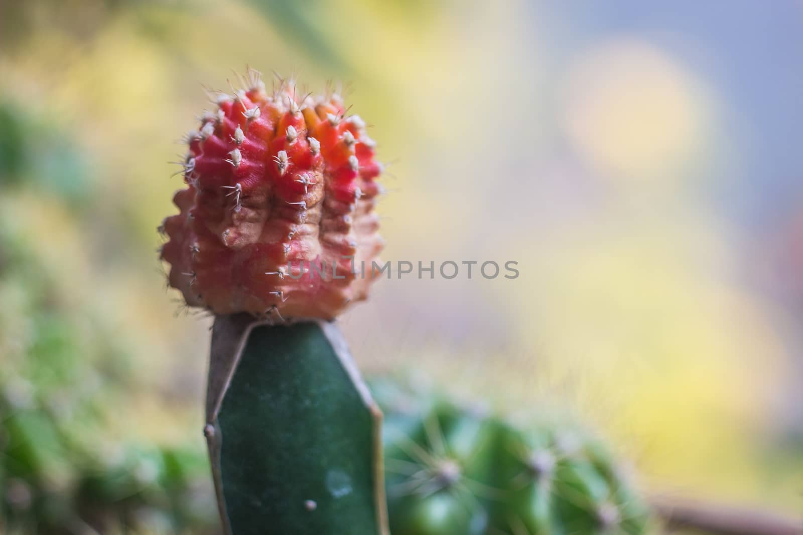 soft focus close up of Red blooming cactus use for background picture