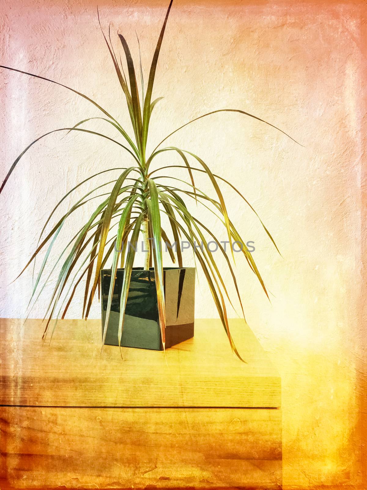 Madagascar dragon tree houseplant on a wooden dresser. Artistic grungy image.