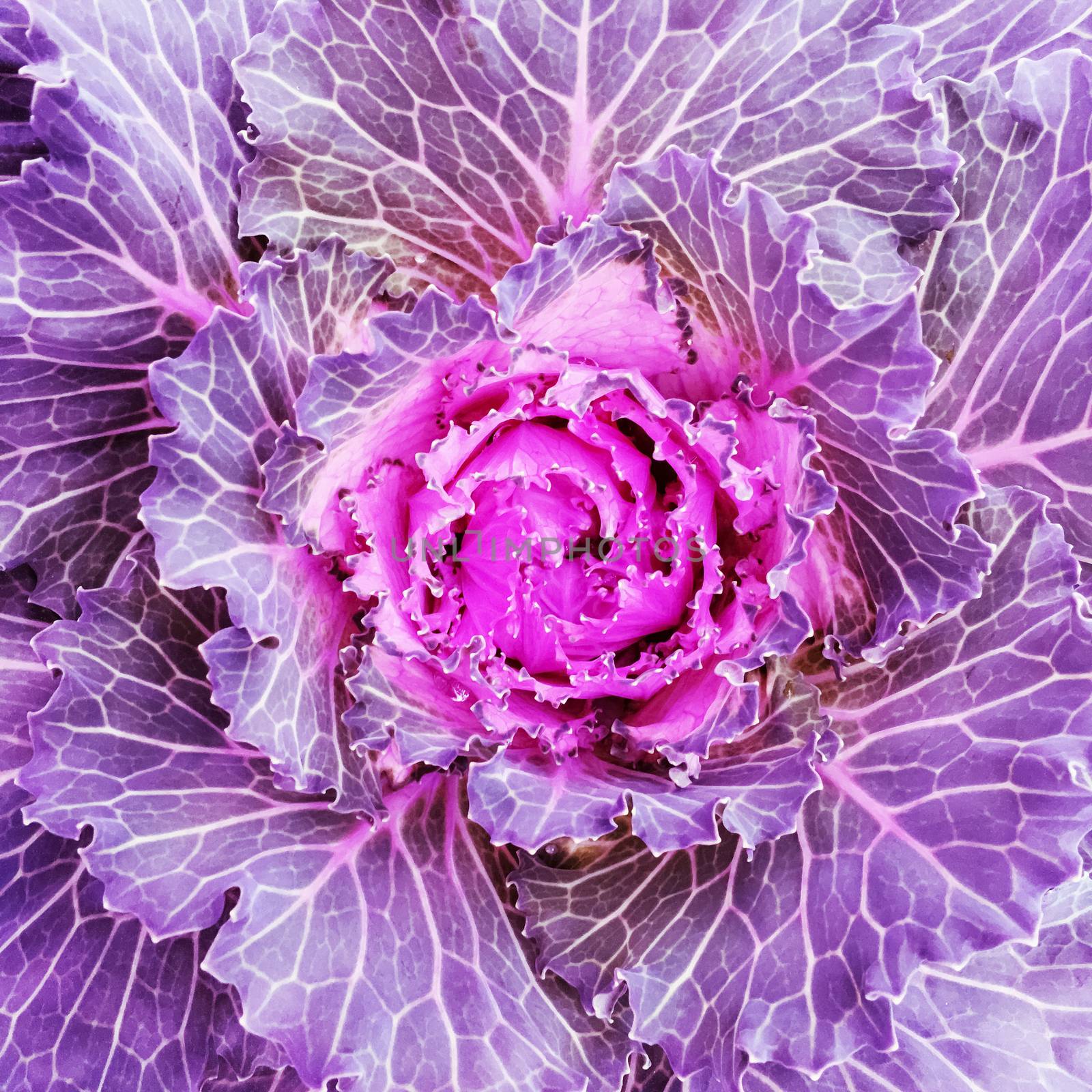 Close-up of flowering purple kale cabbage. Autumn vegetable garden.