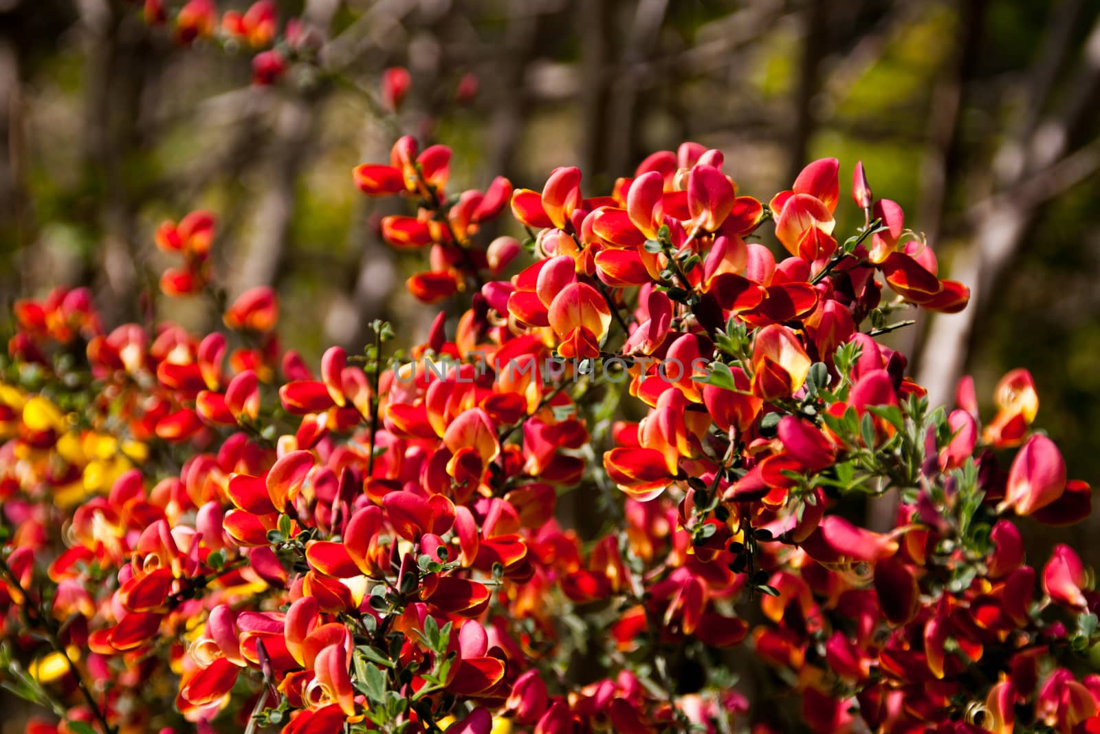 Red and yellow Scotch Broom in bloom by experiencesnw