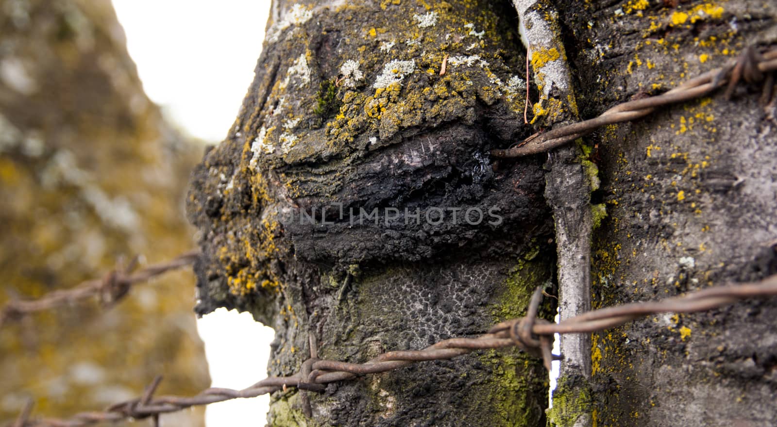 Tree with barbed wire fence grown in to the bark