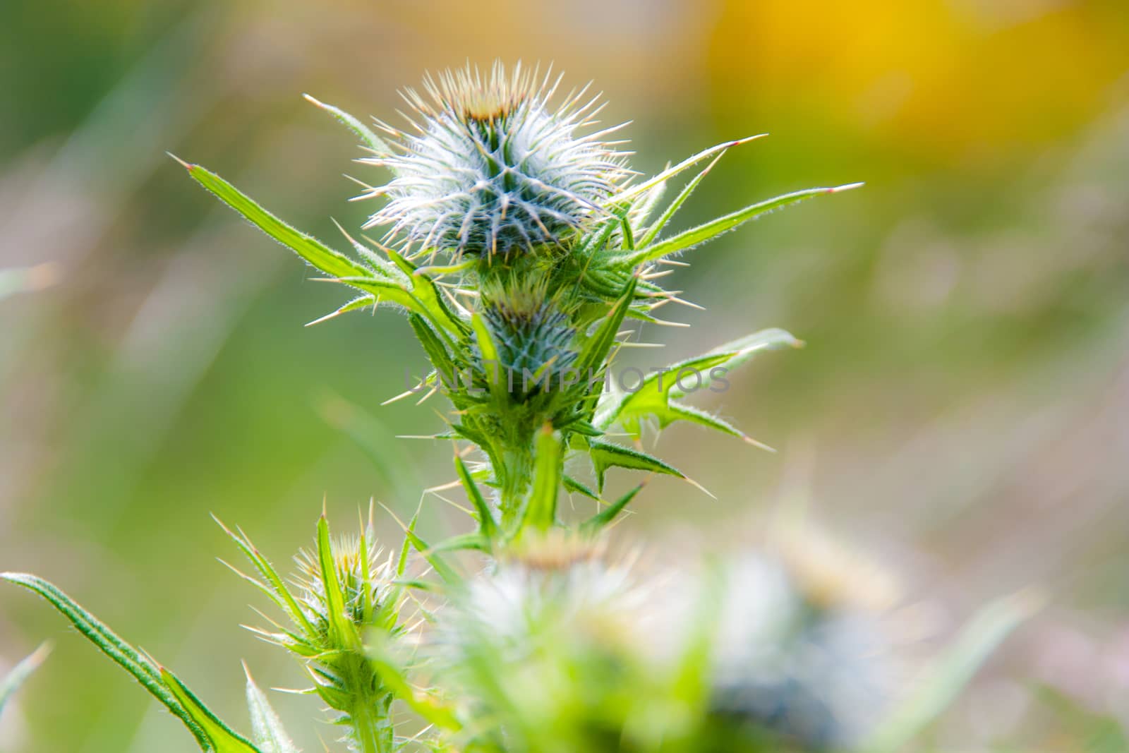 Thistle burrs in the sun with fresh growth by experiencesnw