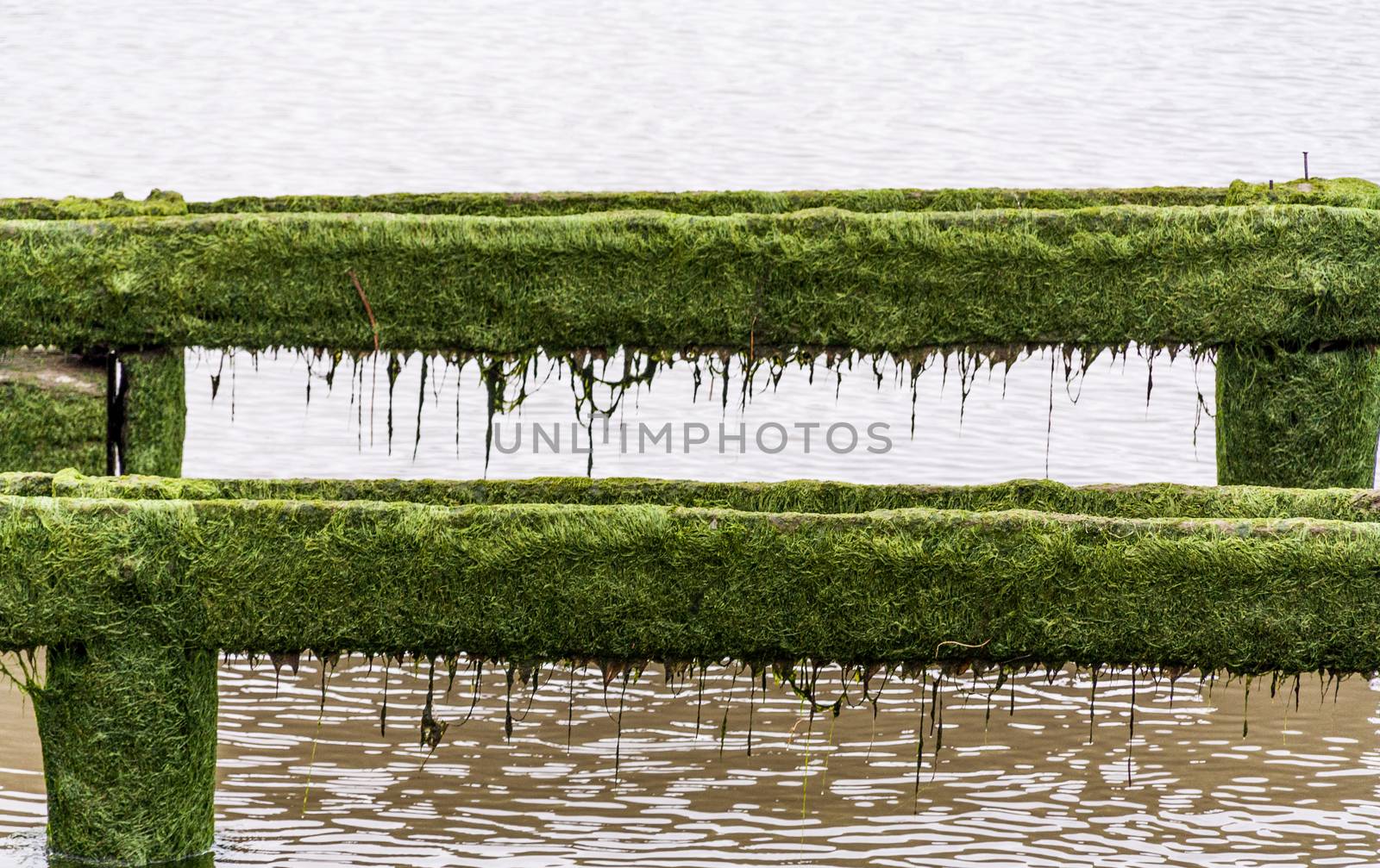 Moss covered wooden parallel pier planks