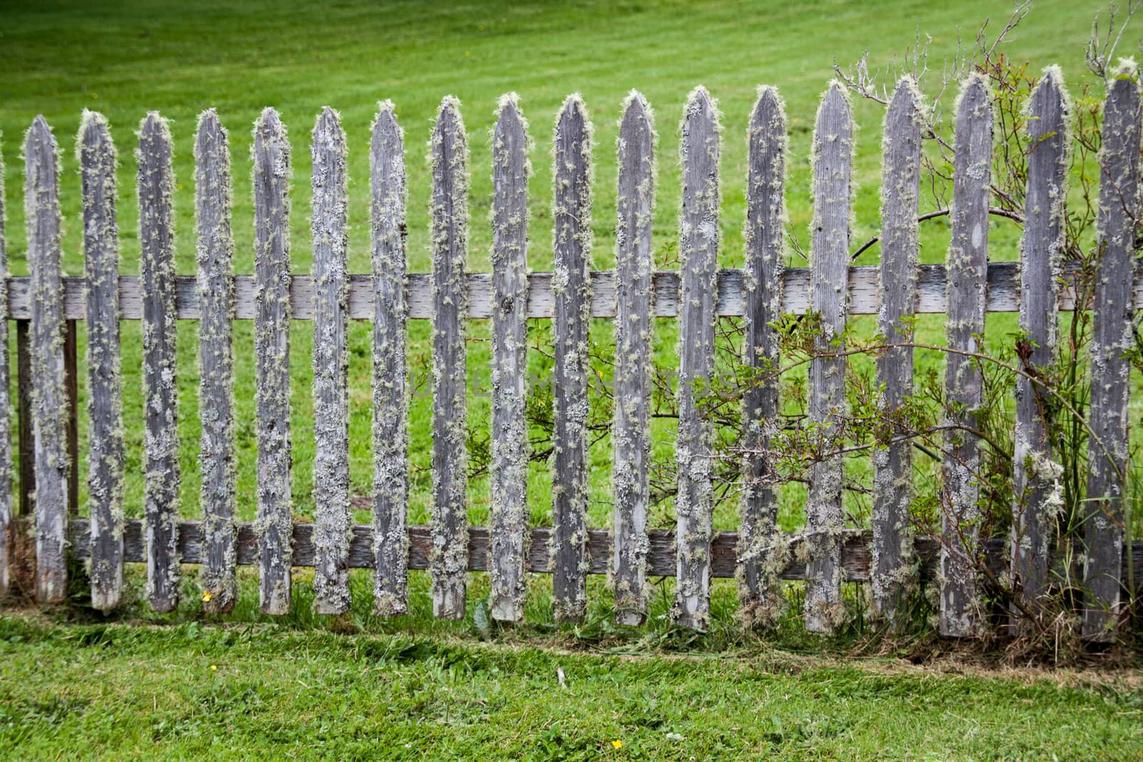 Moss covered picket fence in a green grassy lawn by experiencesnw