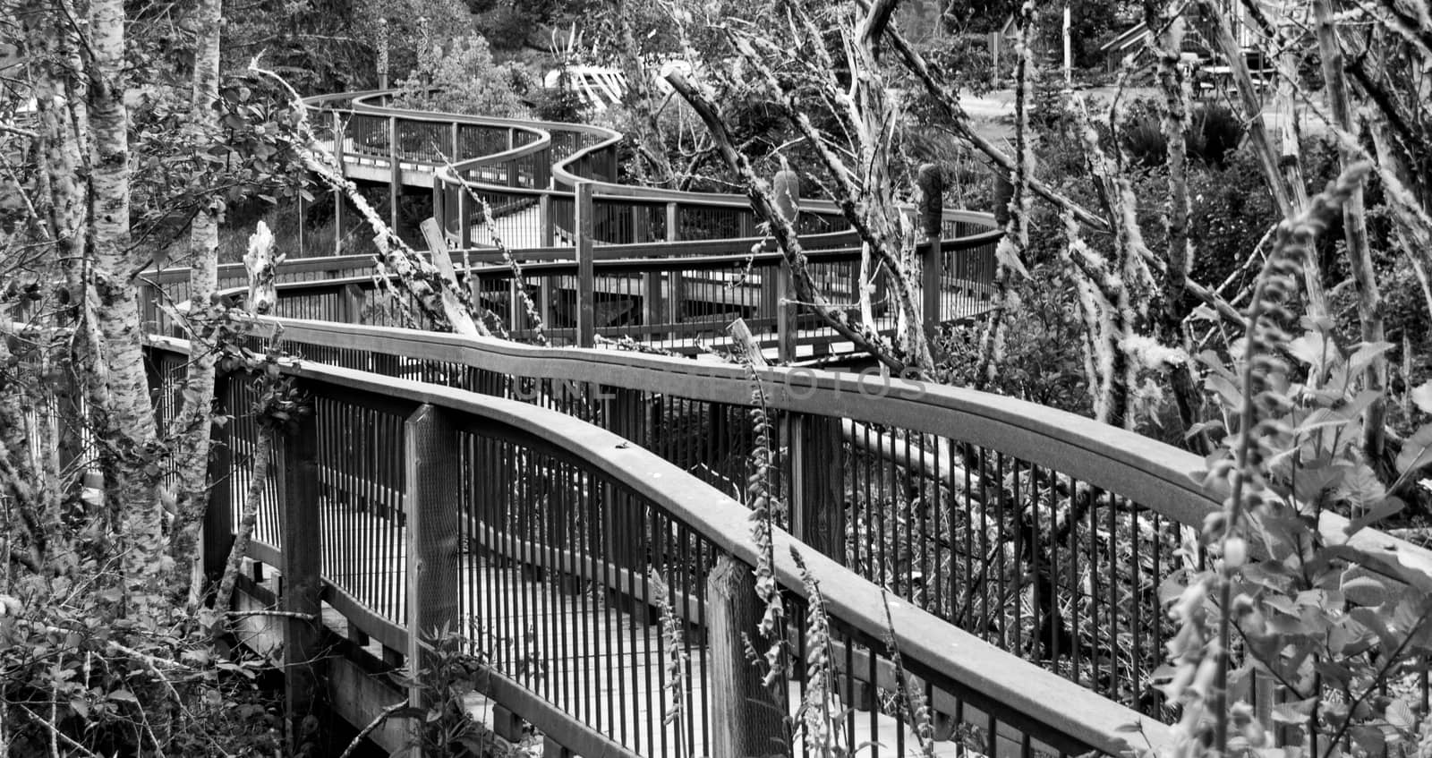 Wooden boardwalk nature trail in black and white