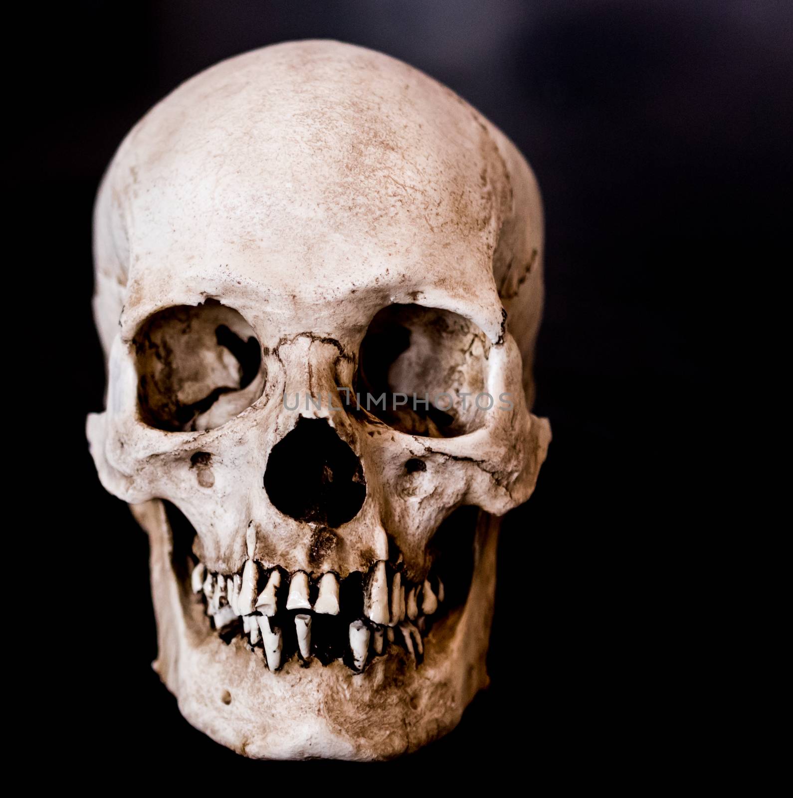 Fiberglass human skull facing straight on with a black background