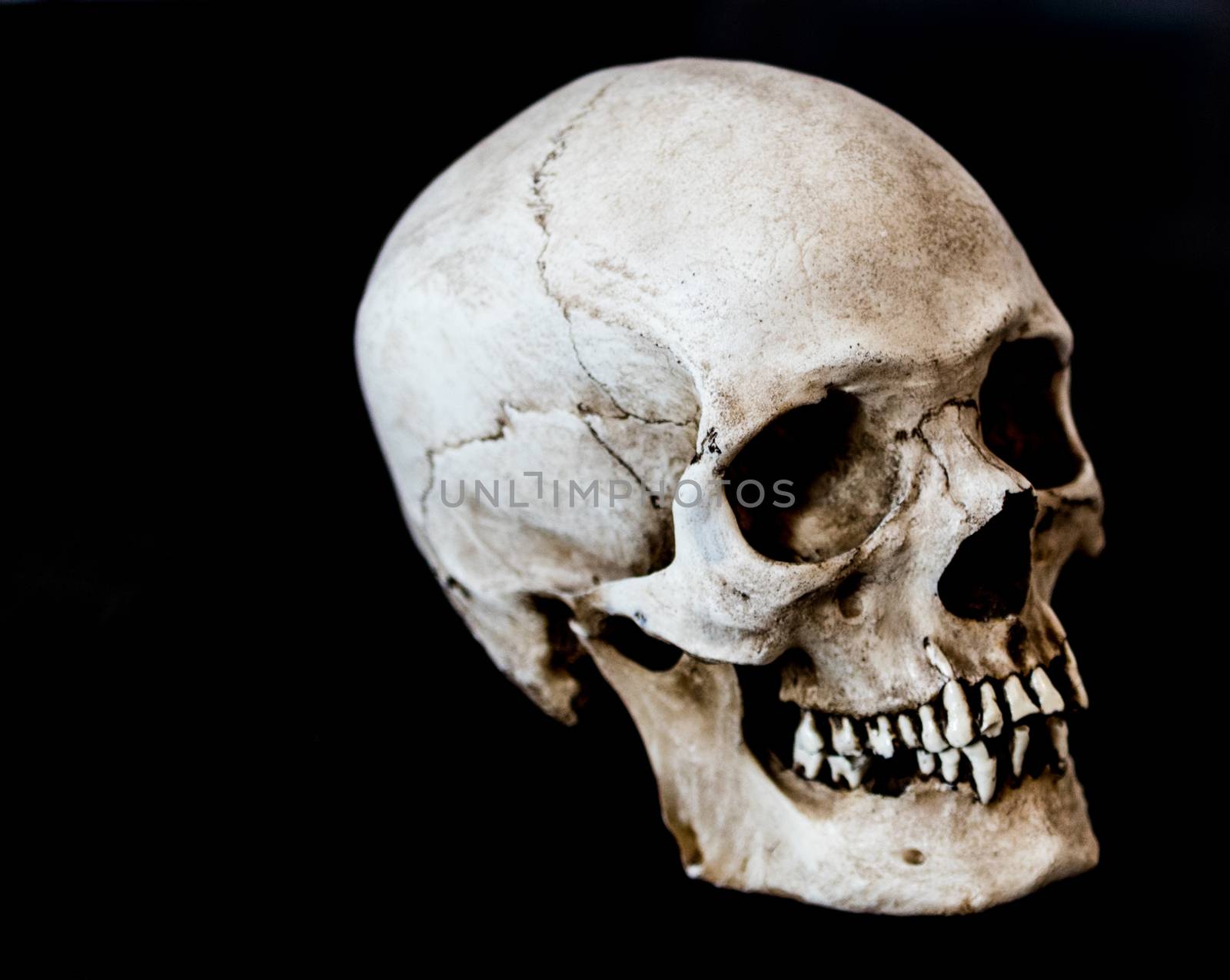 Fiberglass human skull facing 45 degrees right with a black background by experiencesnw