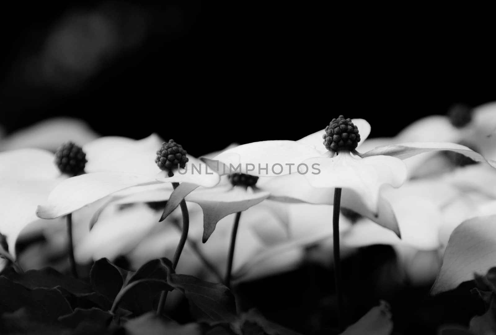 Dogwood flowers side view black and white with perspective by experiencesnw