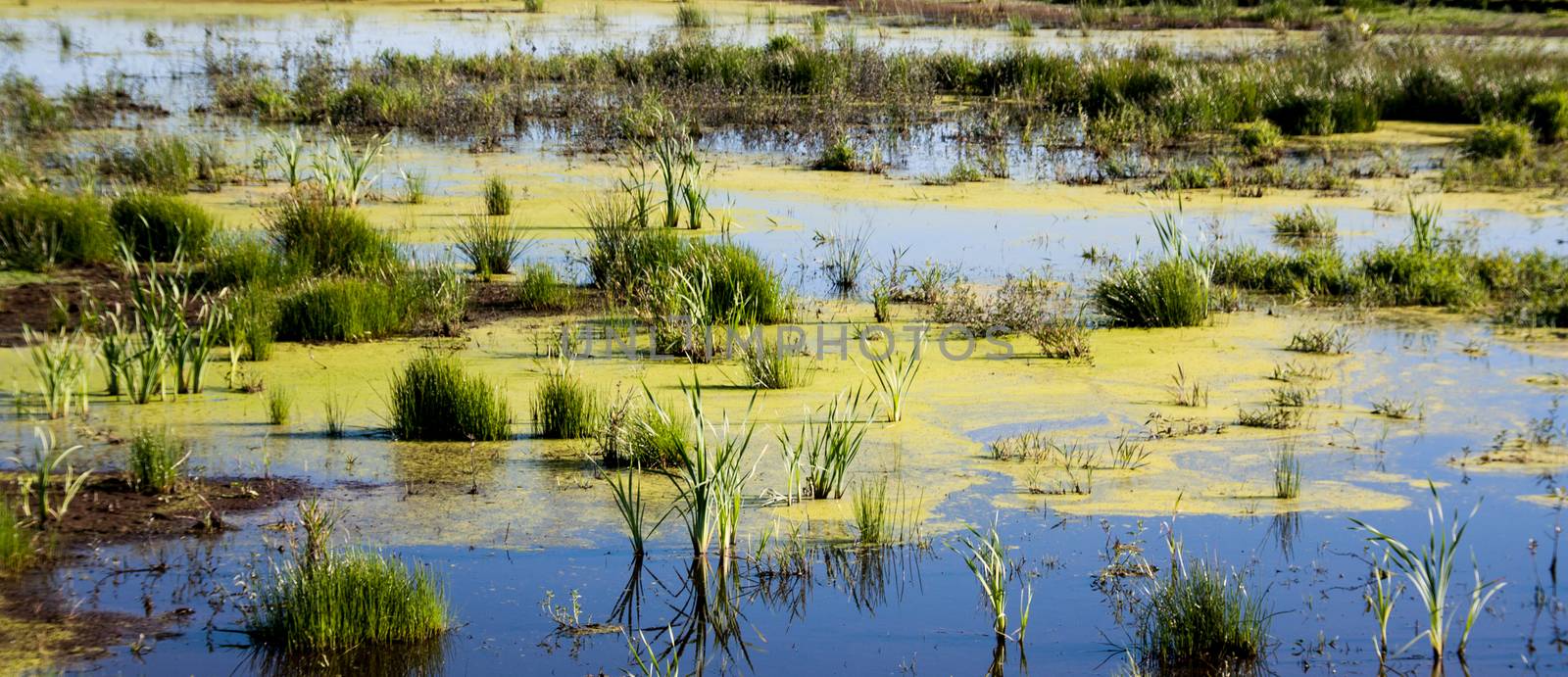 Delta inlet at low tide with plant life and marine foliage with water.