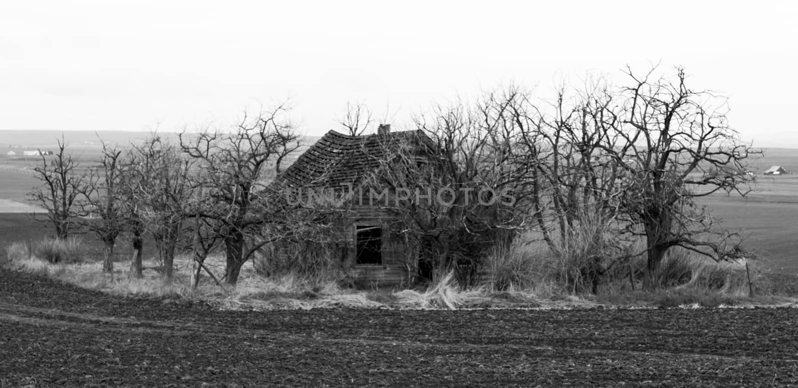 Spooky abandoned house in field surrounded by dead trees by experiencesnw