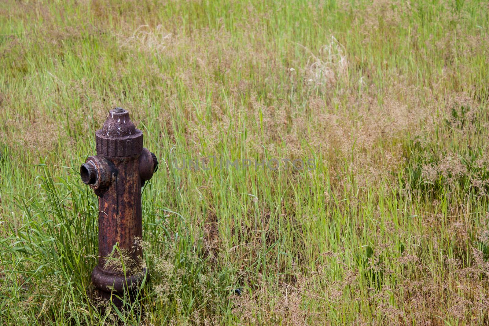 Old rusty fire hydrant surrounded by a grassy field