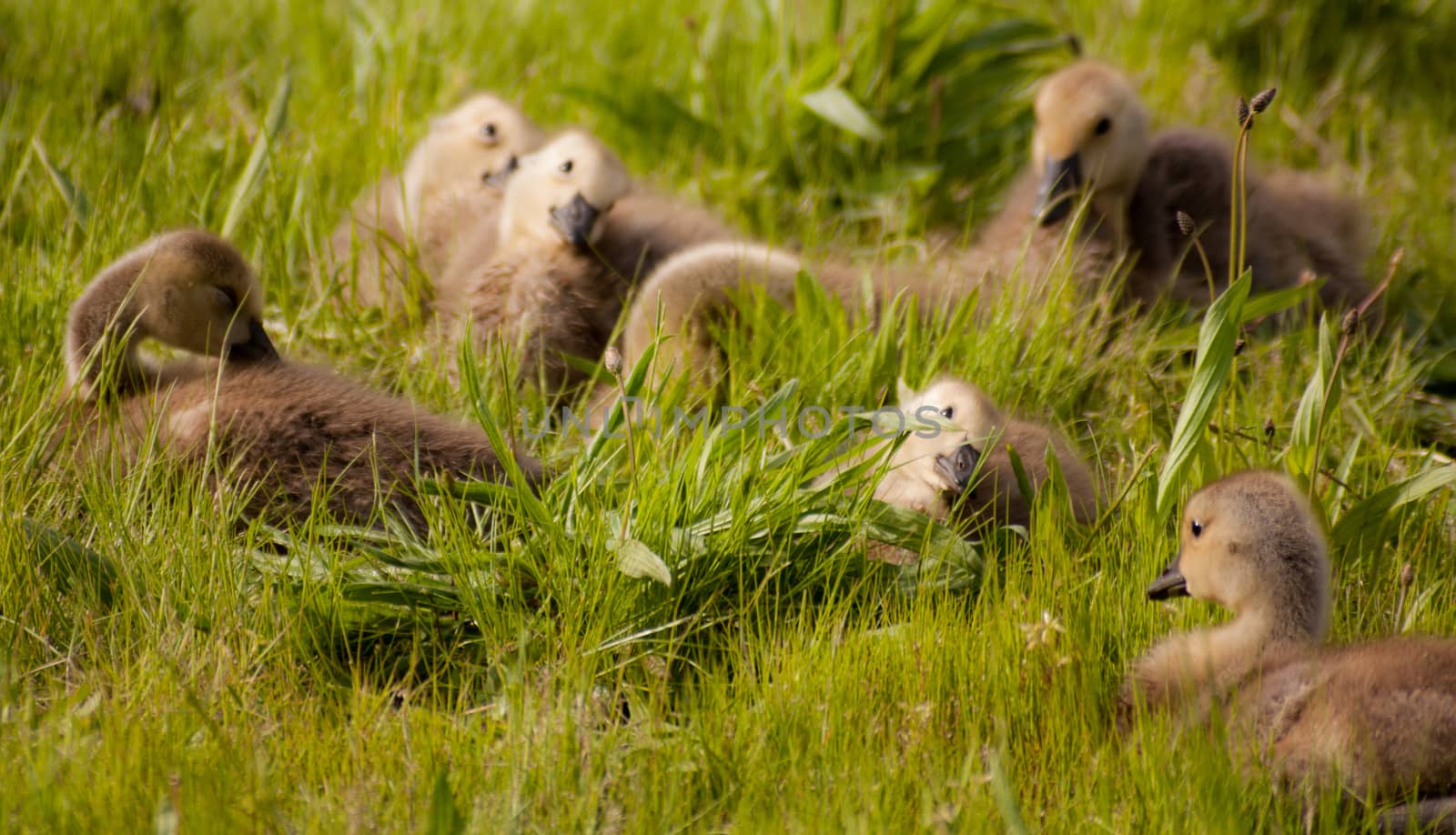 Goslings sitting in grass with tilted heads facing