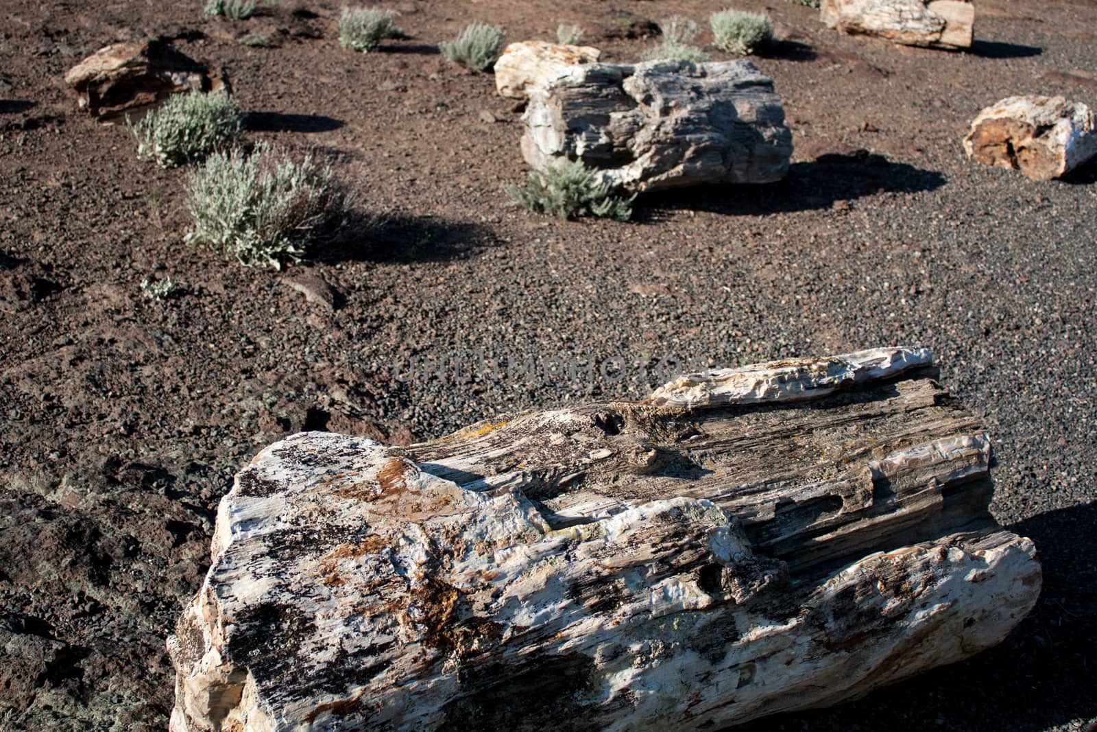 Petrified wood on sand with scrub brush in the background by experiencesnw