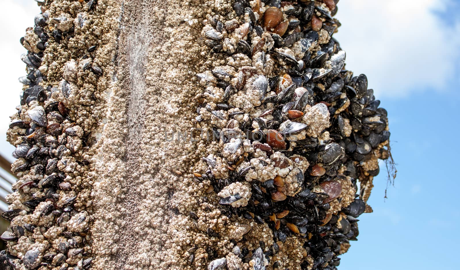 Barnacle and muscles in a mass on a pole