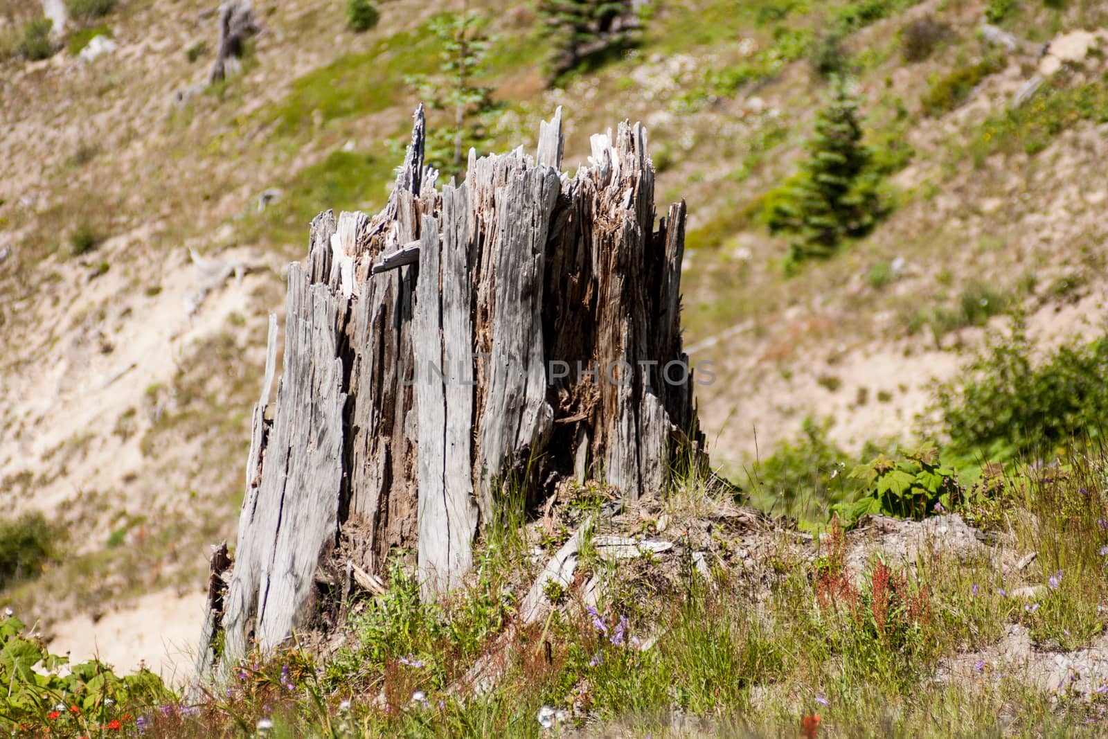 Tree stump splintered after a volcanic eruption claimed the tree