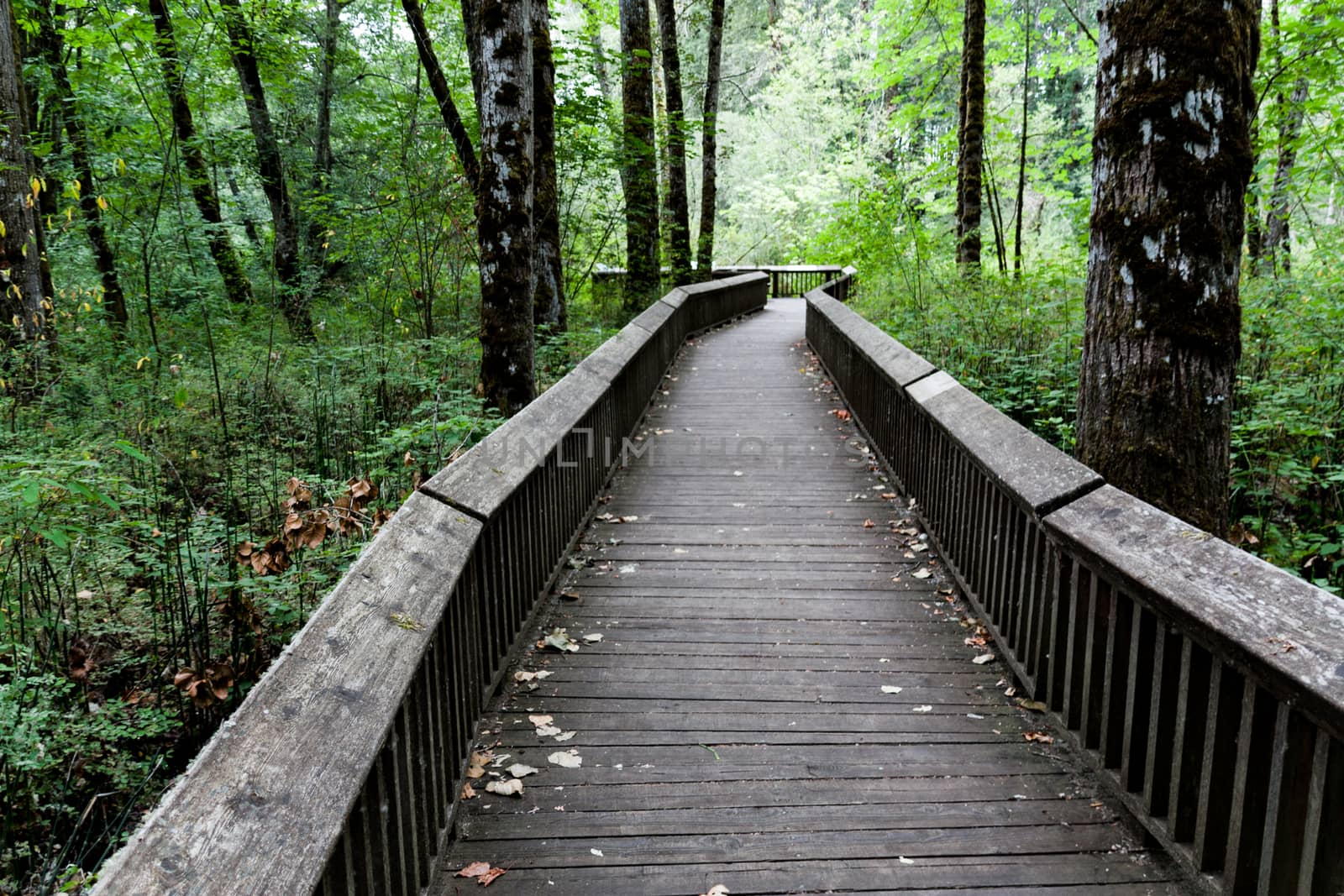 Nature trail boardwalk in the trees by experiencesnw