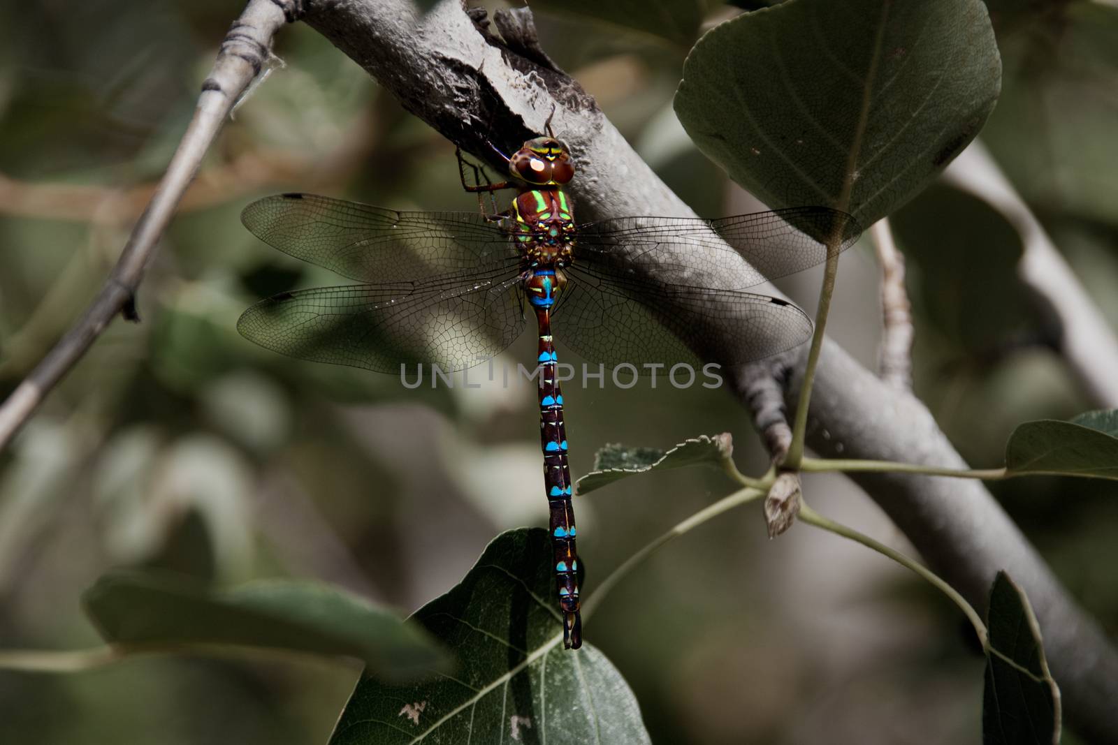 Colorful Dragonfly on a branch with leaves by experiencesnw