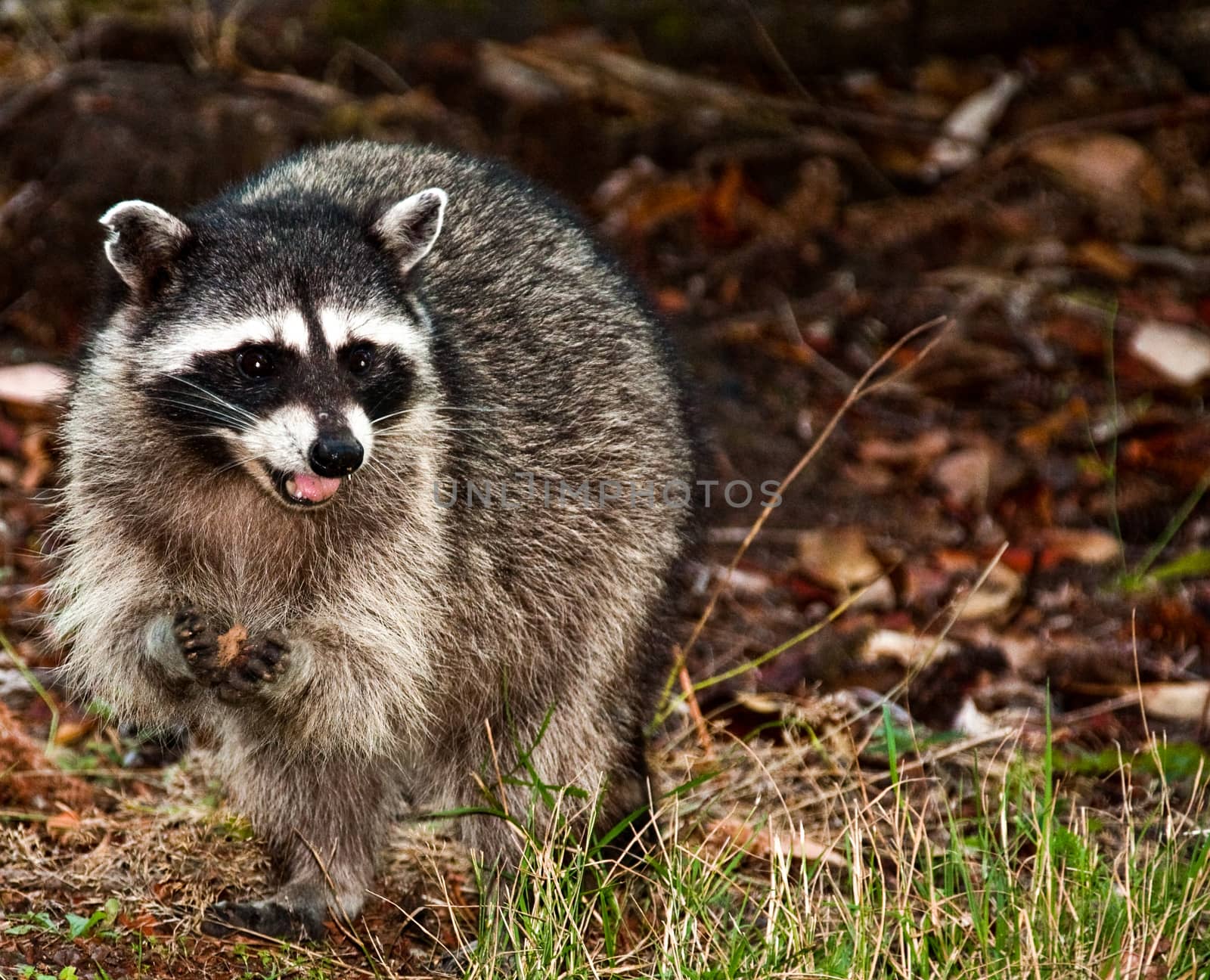 Raccoon standing in the grass with an object in it's hands