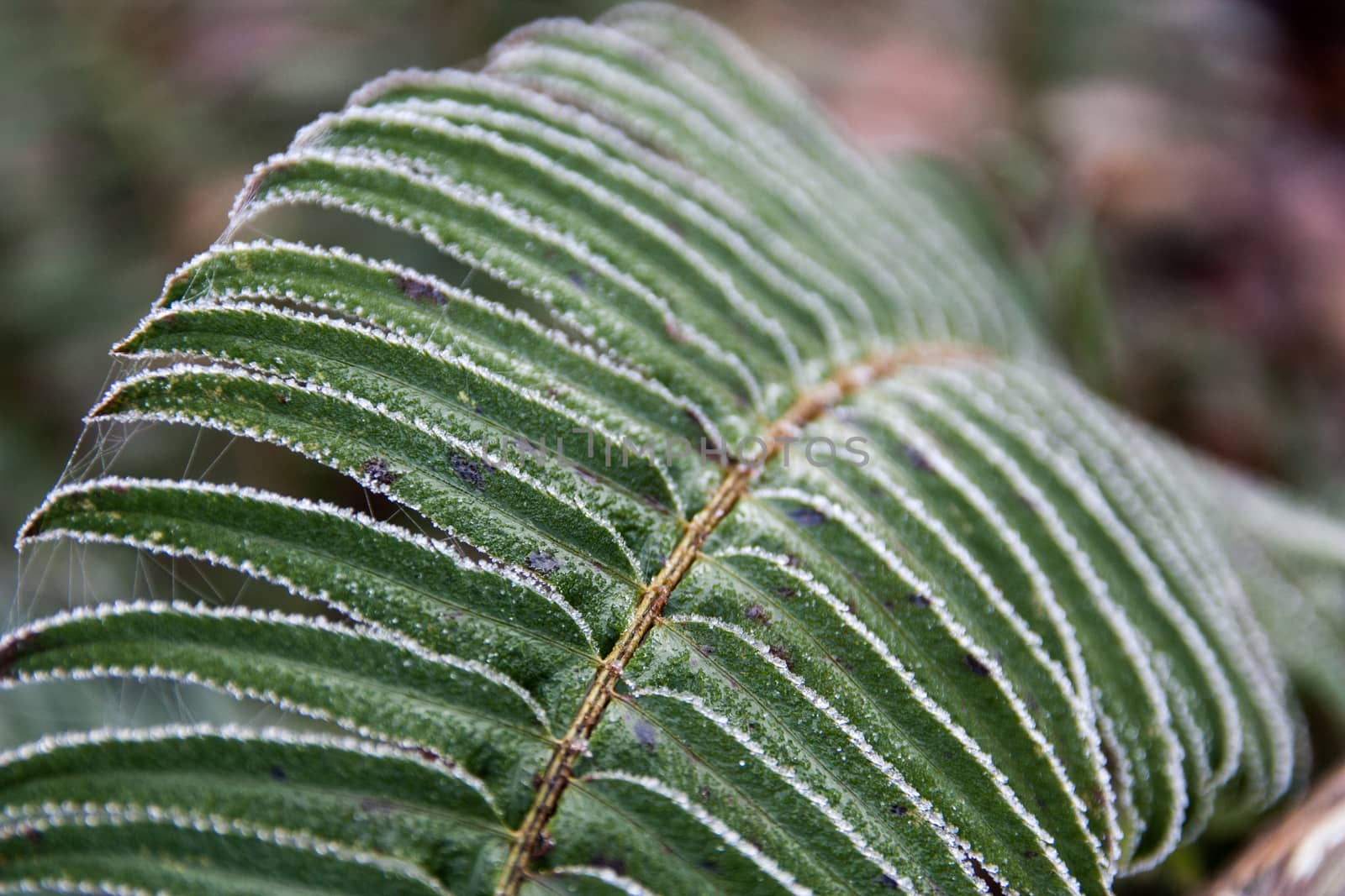 Frost covered fern close up with blur background by experiencesnw