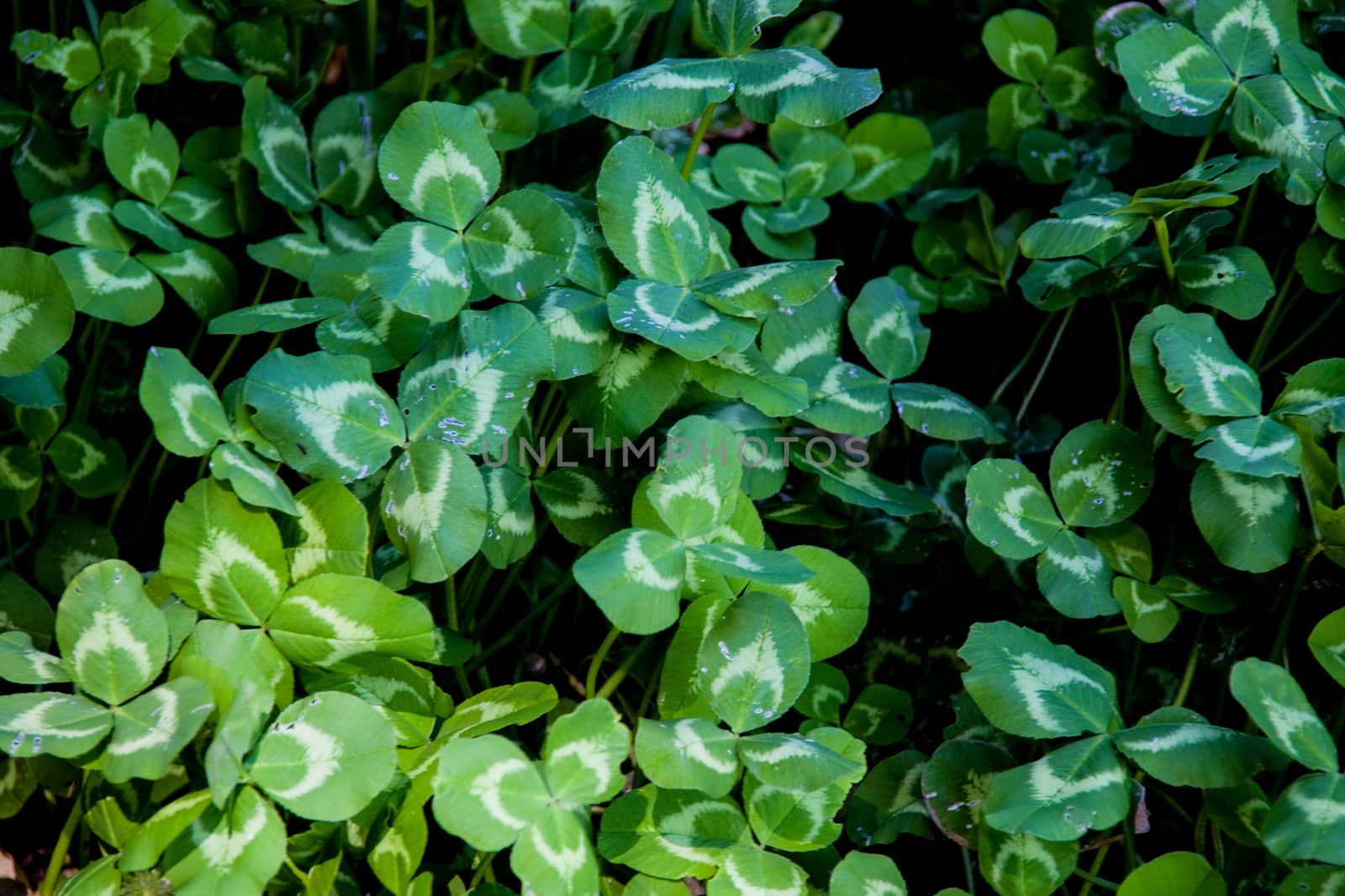 Large cluster of freshly grown clover leaves