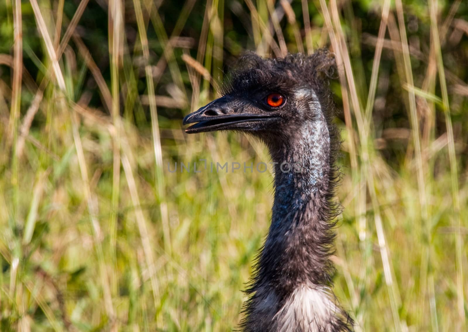 Emu bird close up with red eyes by experiencesnw