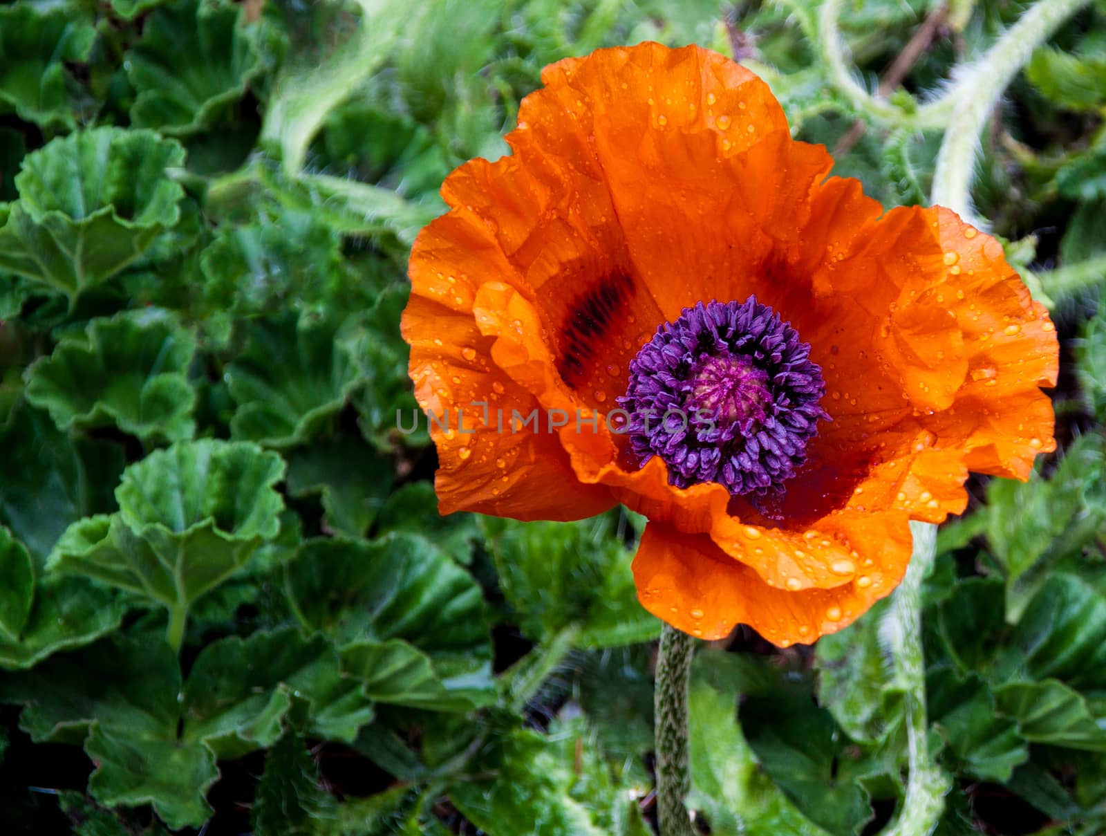 Poppy flower in bloom with water droplets visible on petals