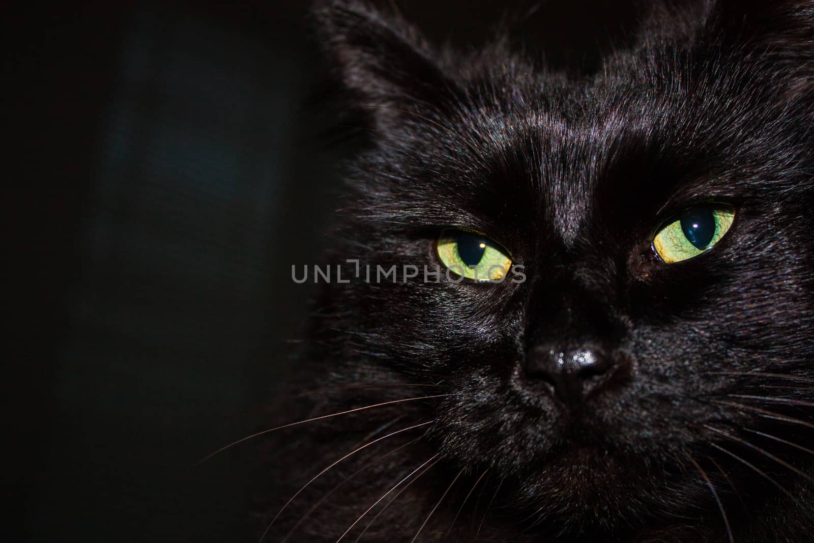 Black Himalayan cat face close up with glowing green eyes and long black fur