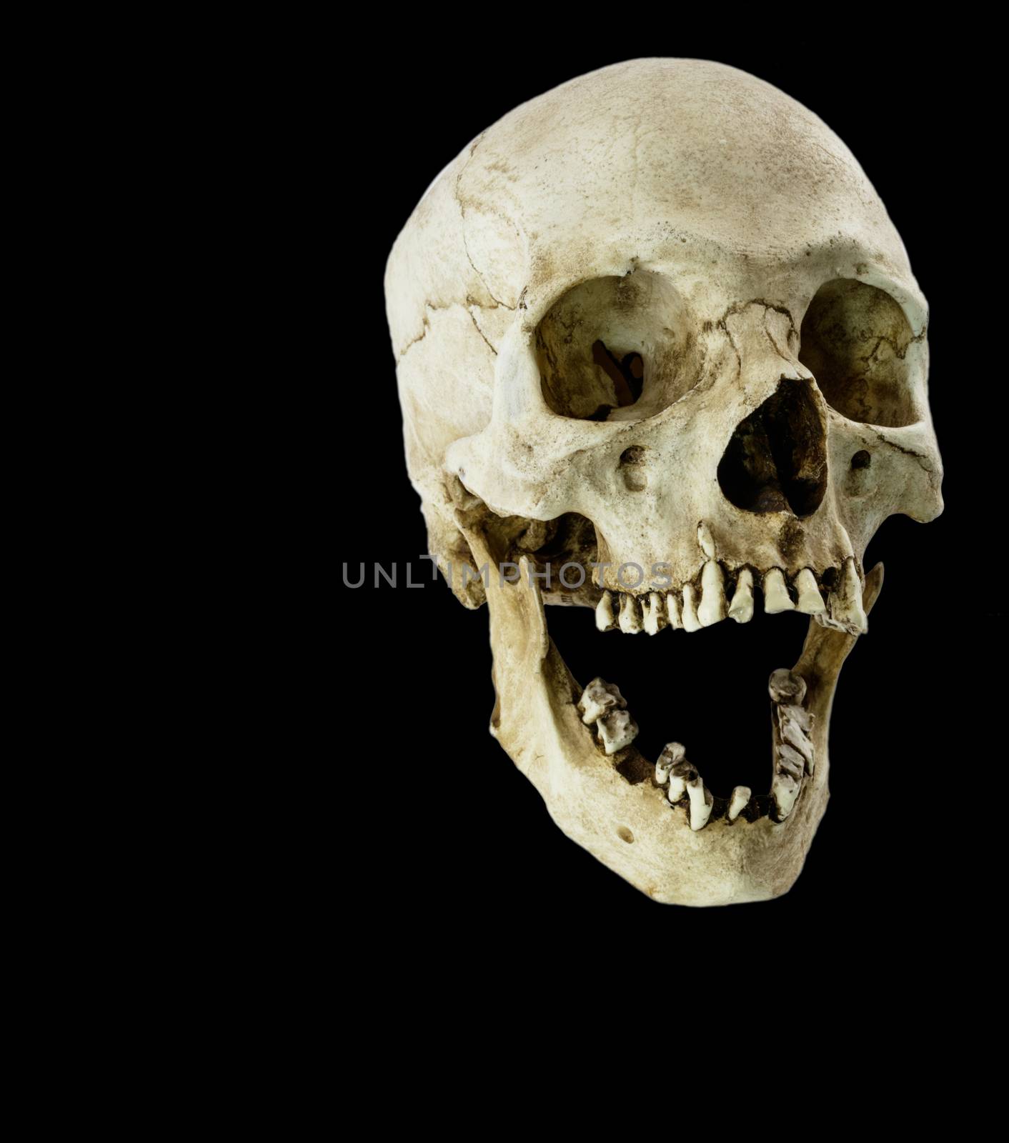 Fiberglass human skull with mouth wide open facing at a 45 degree angle by experiencesnw