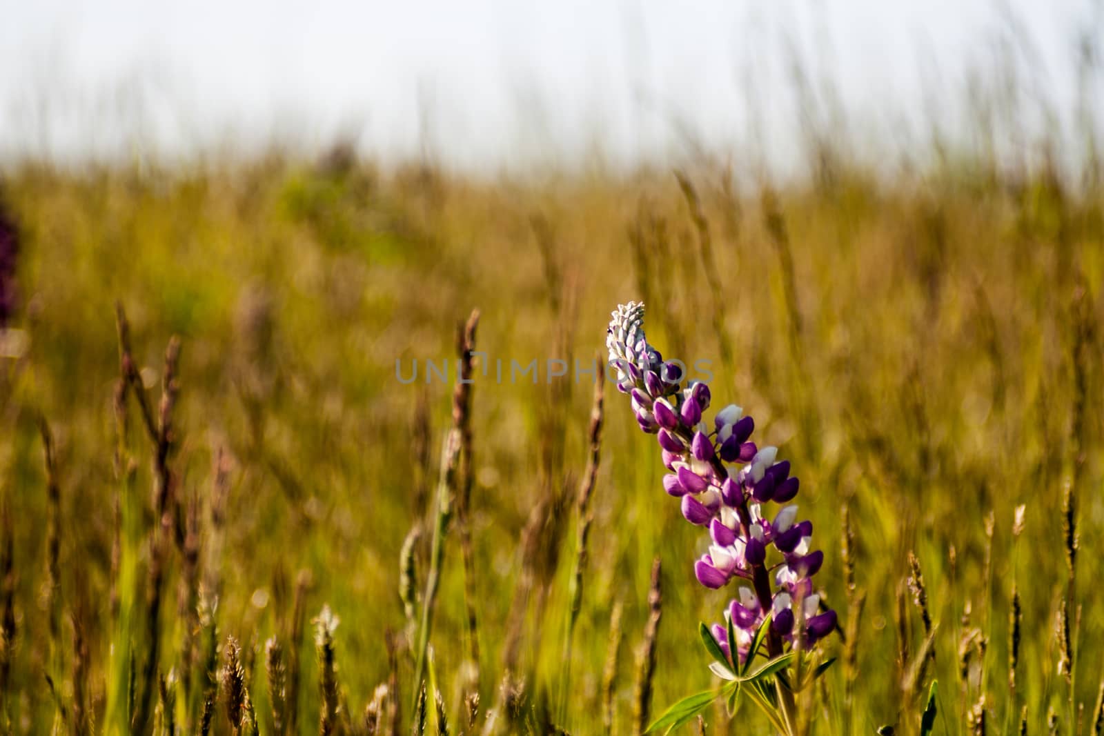 Flowering Lupinus in a dry grassy field by experiencesnw