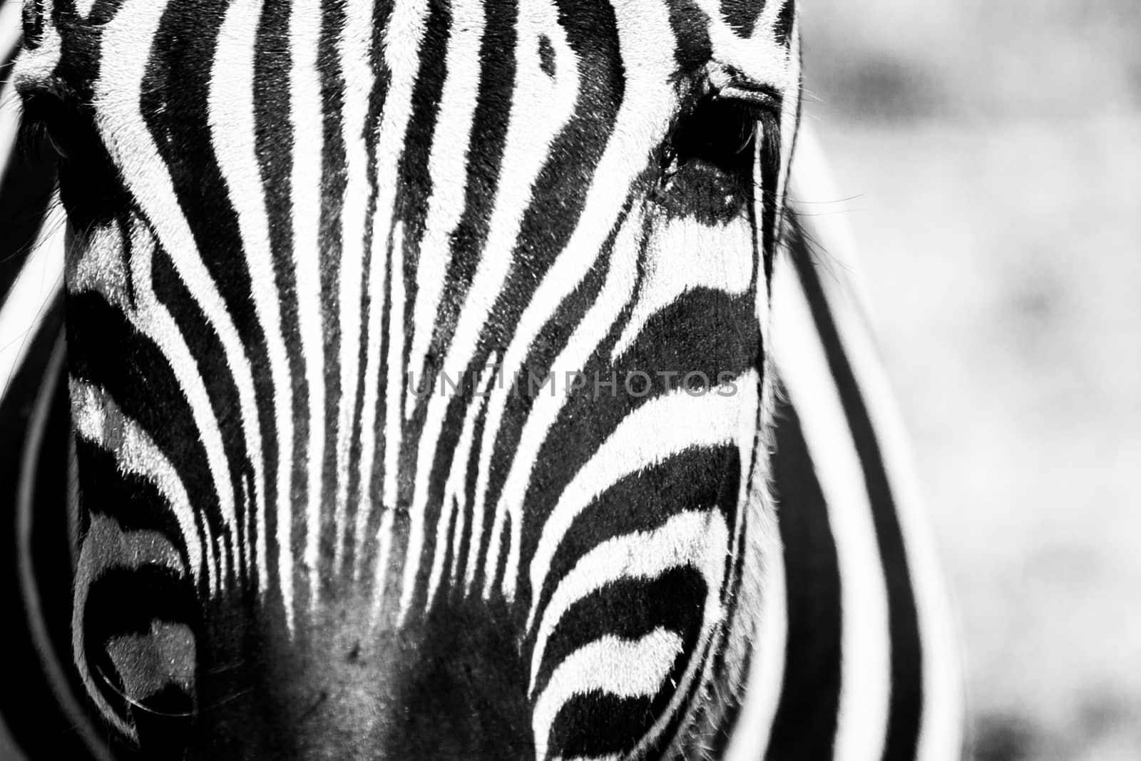 Zebra facial close up in black and white with high contrast