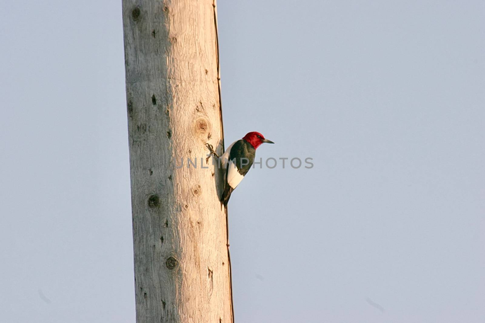 A red headed woodpecker sits on a wooden pole in the evening sun.