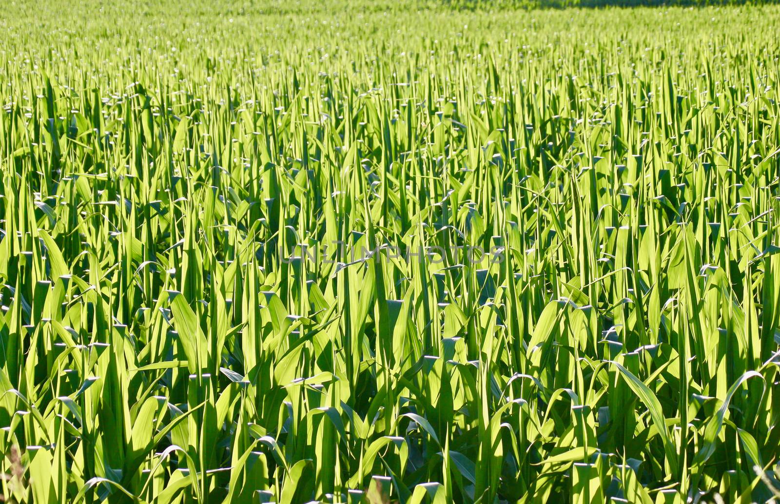 Stalks of green corn stand at attention in the bright sunlit field.