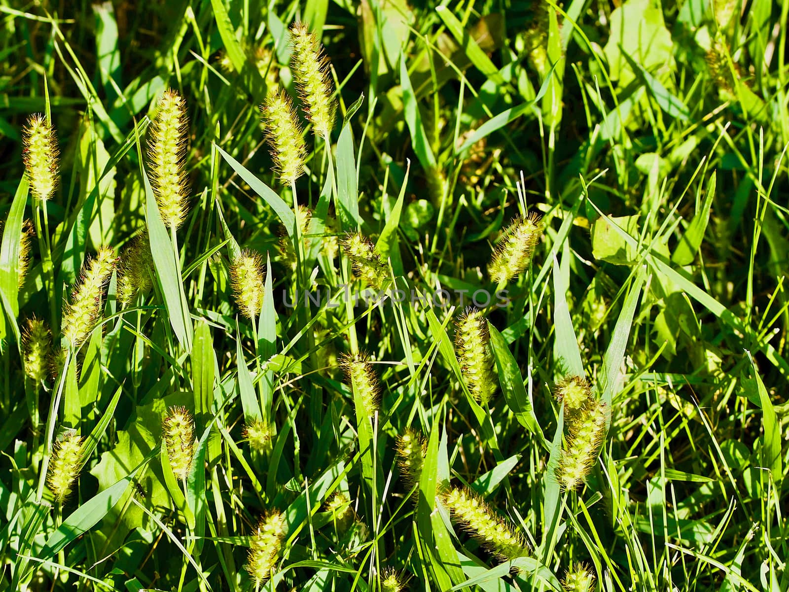 Closeup of green grassy seed heads as a background