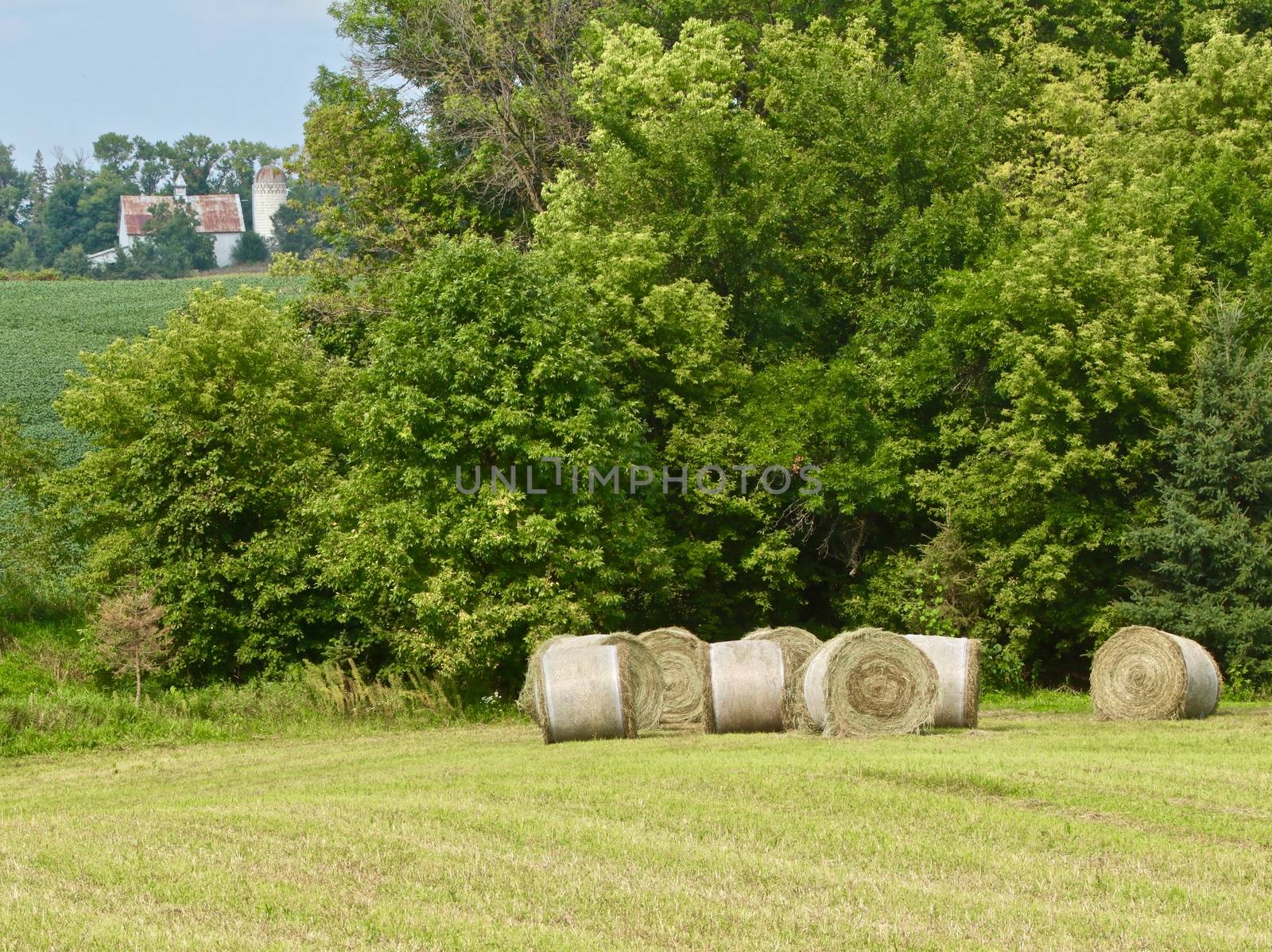 A group of round bales show against the trees at the edge of a green pasture.