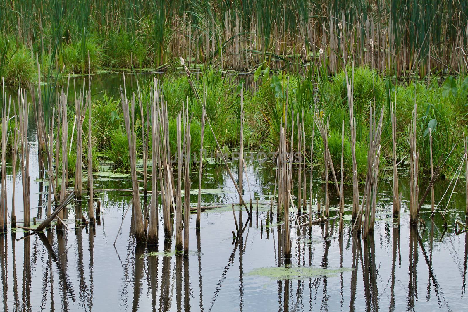 Old stalks from cattails show wavering reflections in the swamp water.