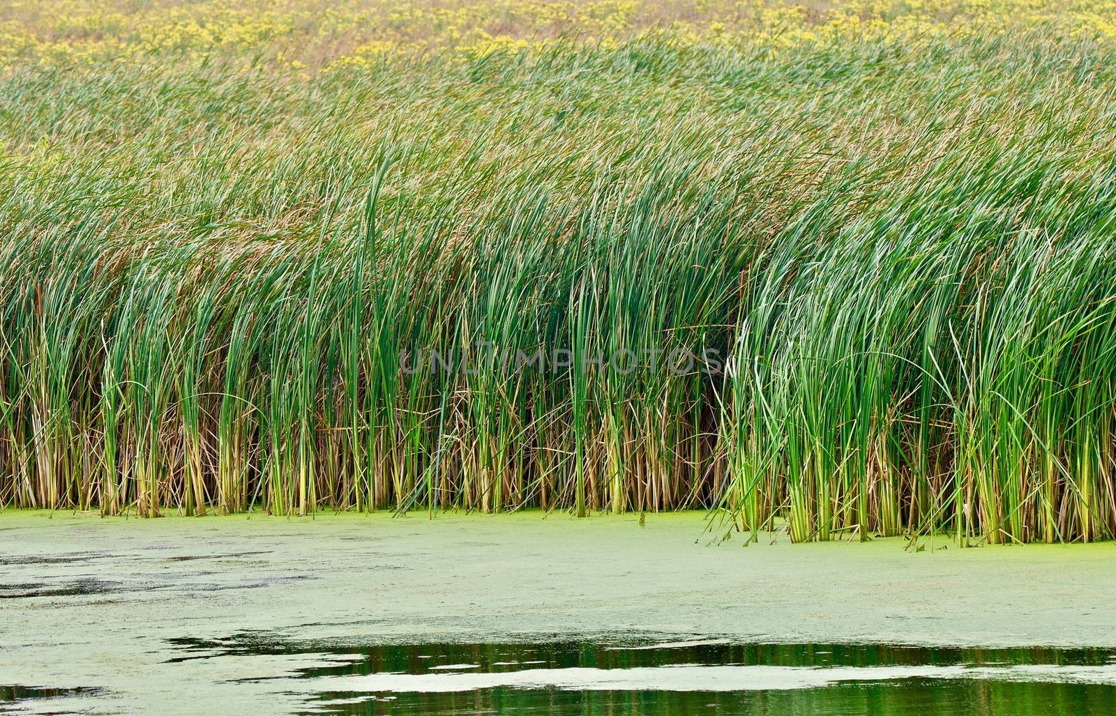 Swamp grass shows at the edge of a green wetland.