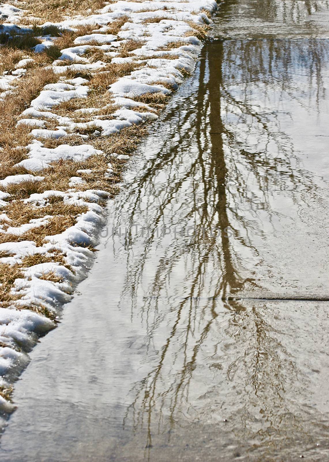 A full tree without leaves shows its reflection in the water by the snow.