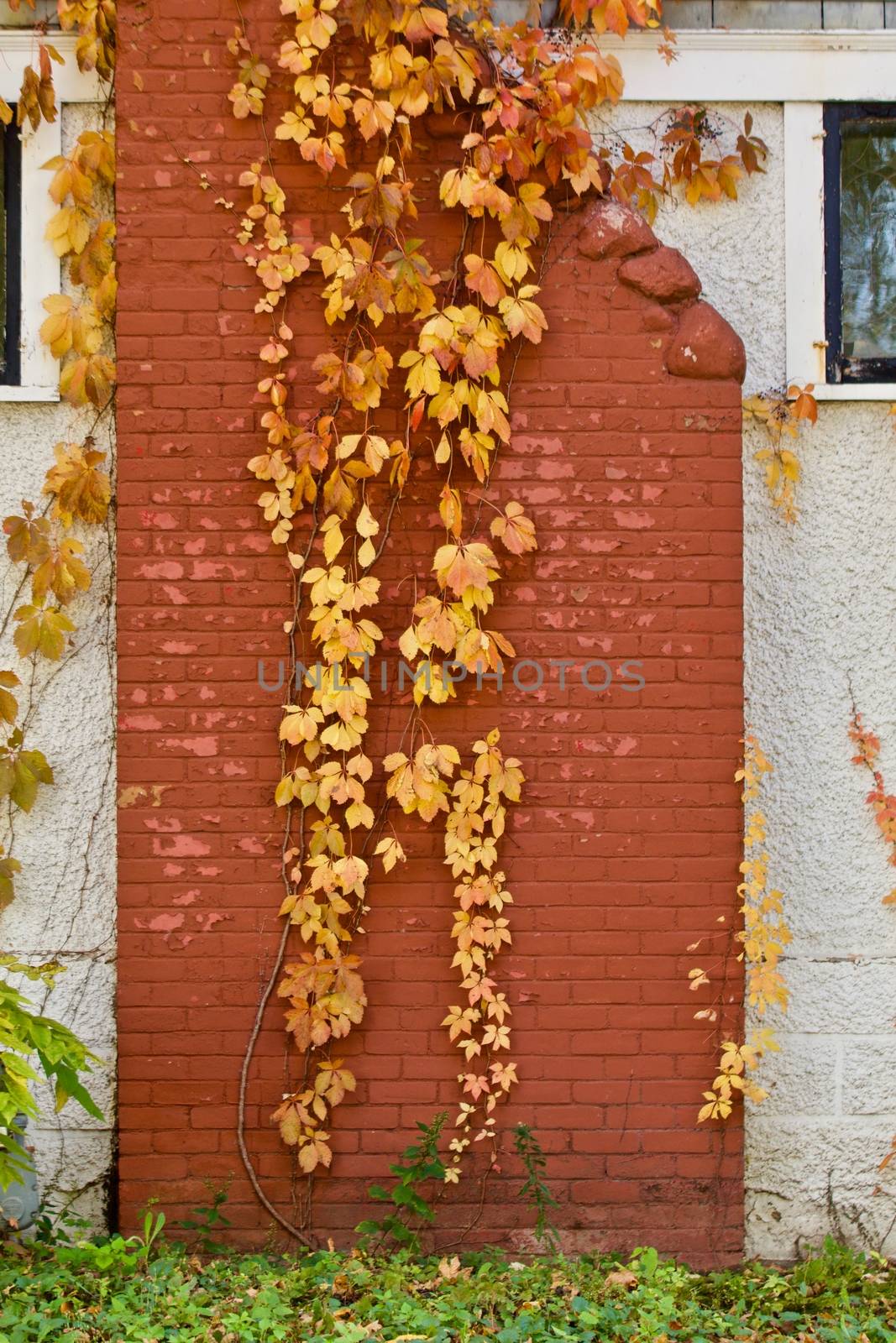 A vine has turned the colors of autumn on a red brick chimney.