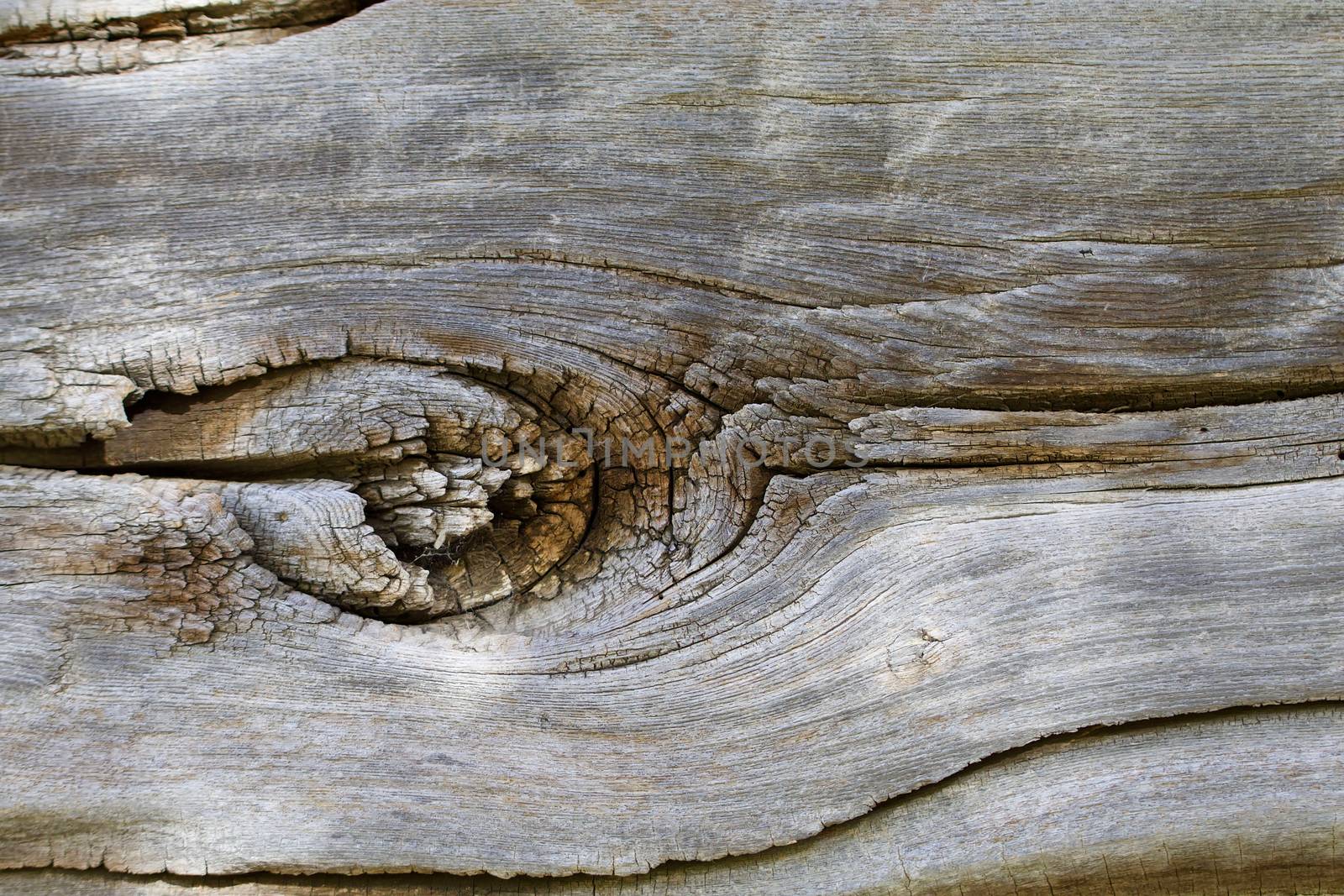 A closeup of a knot from an 1850's log cabin log shows in closeup.