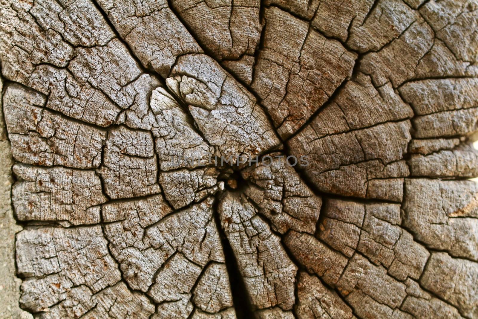 End cross section of a nineteenth century log